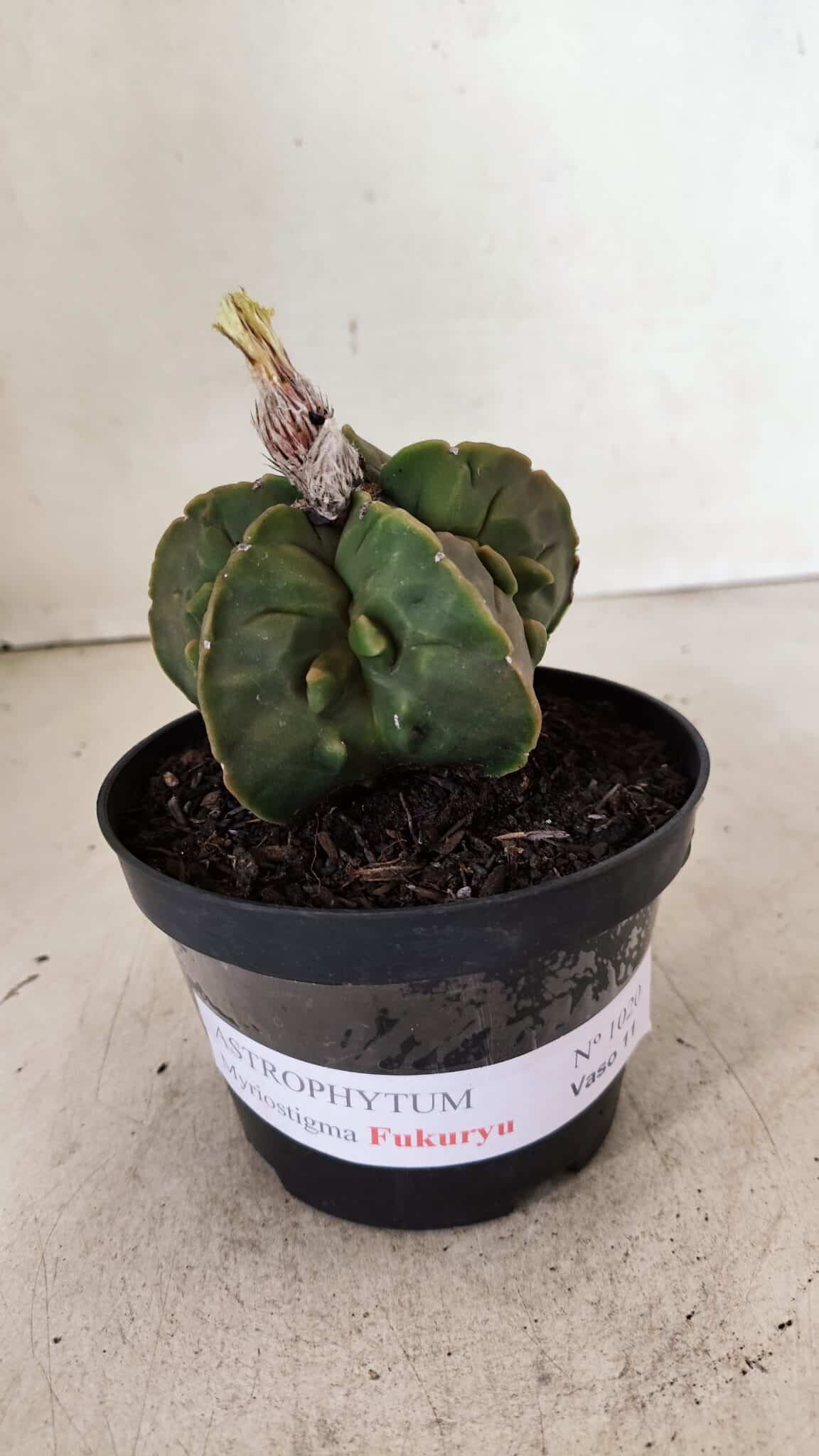 ASTROPHYTUM MYRIOSTIGMA "FUKURYU"  Nº 1020 – vaso 11 - foto 2