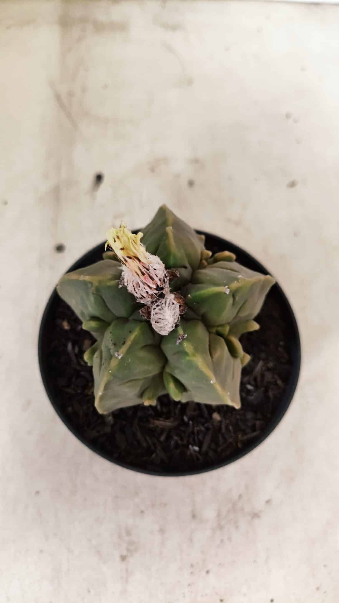 ASTROPHYTUM MYRIOSTIGMA "FUKURYU"  Nº 1020 – vaso 11 - foto 3