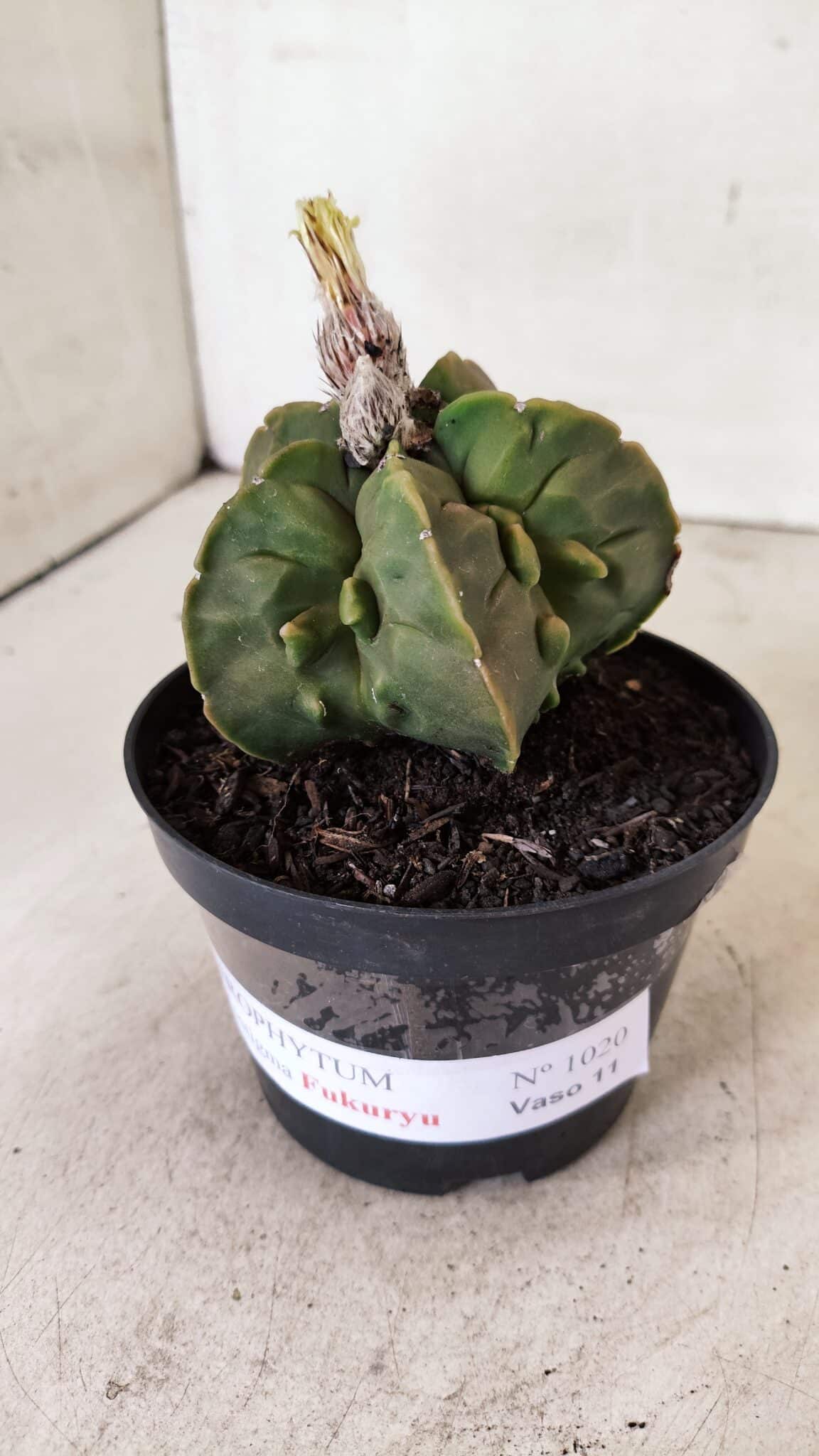 ASTROPHYTUM MYRIOSTIGMA "FUKURYU"  Nº 1020 – vaso 11 - foto 9