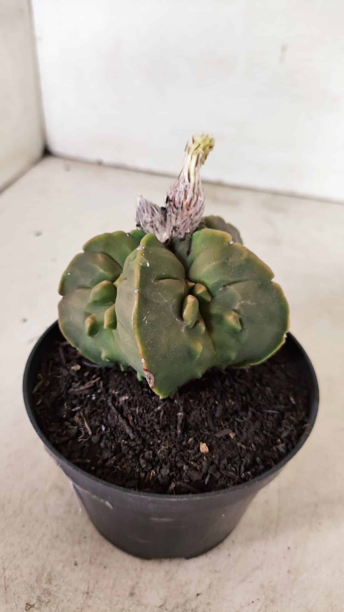 ASTROPHYTUM MYRIOSTIGMA "FUKURYU"  Nº 1020 – vaso 11 - foto 8