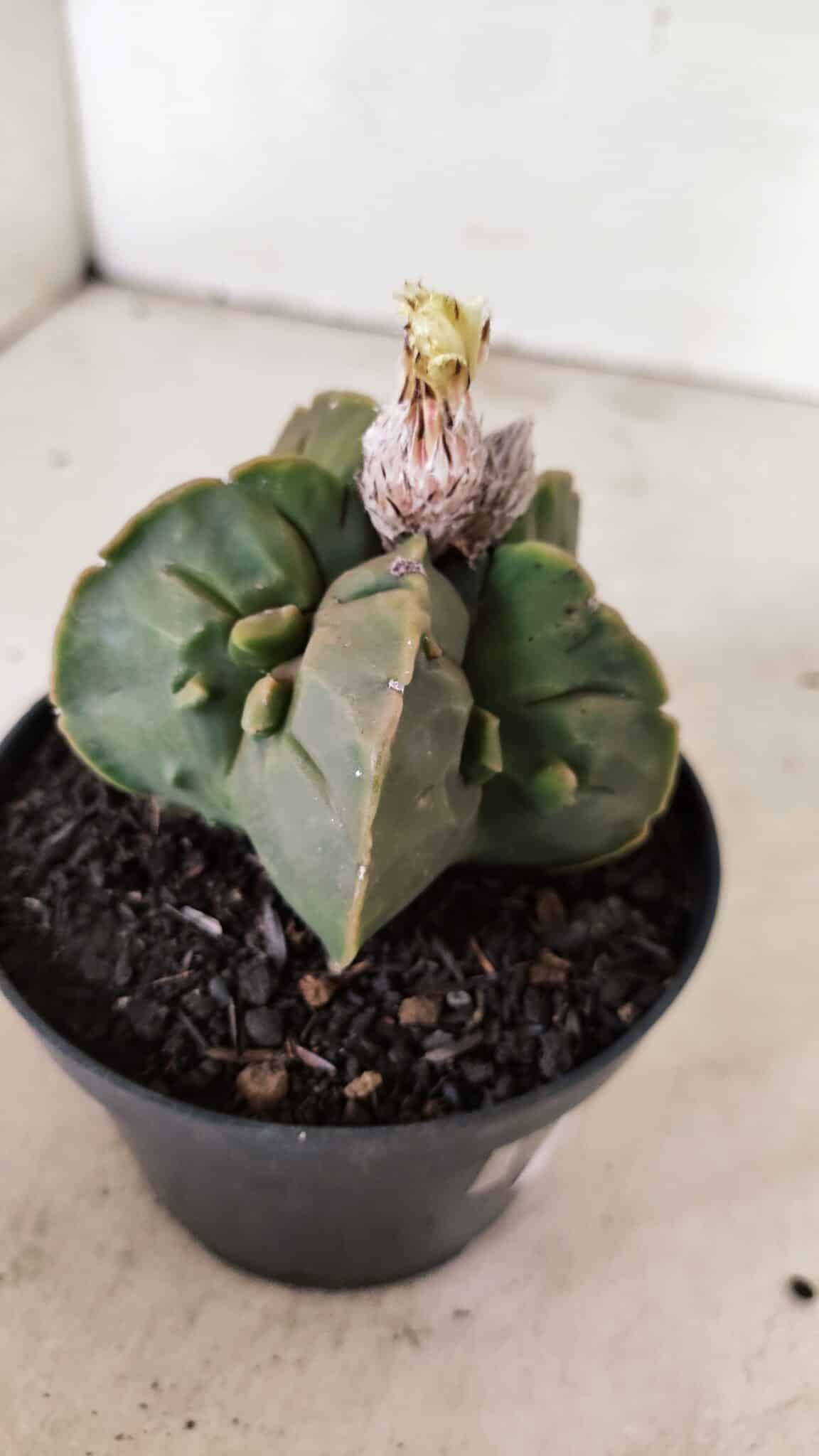 ASTROPHYTUM MYRIOSTIGMA "FUKURYU"  Nº 1020 – vaso 11 - foto 6