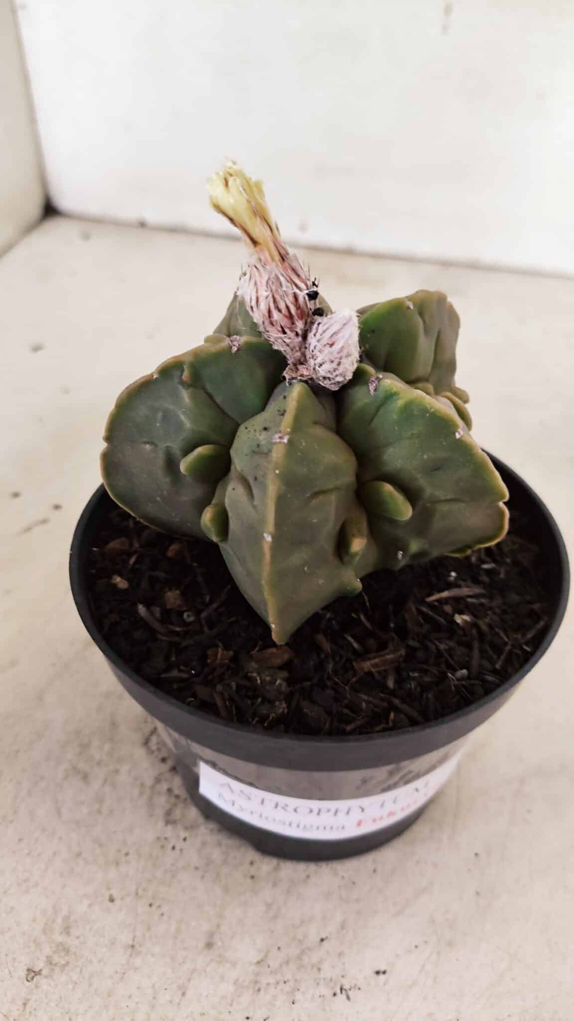 ASTROPHYTUM MYRIOSTIGMA "FUKURYU"  Nº 1020 – vaso 11 - foto 7