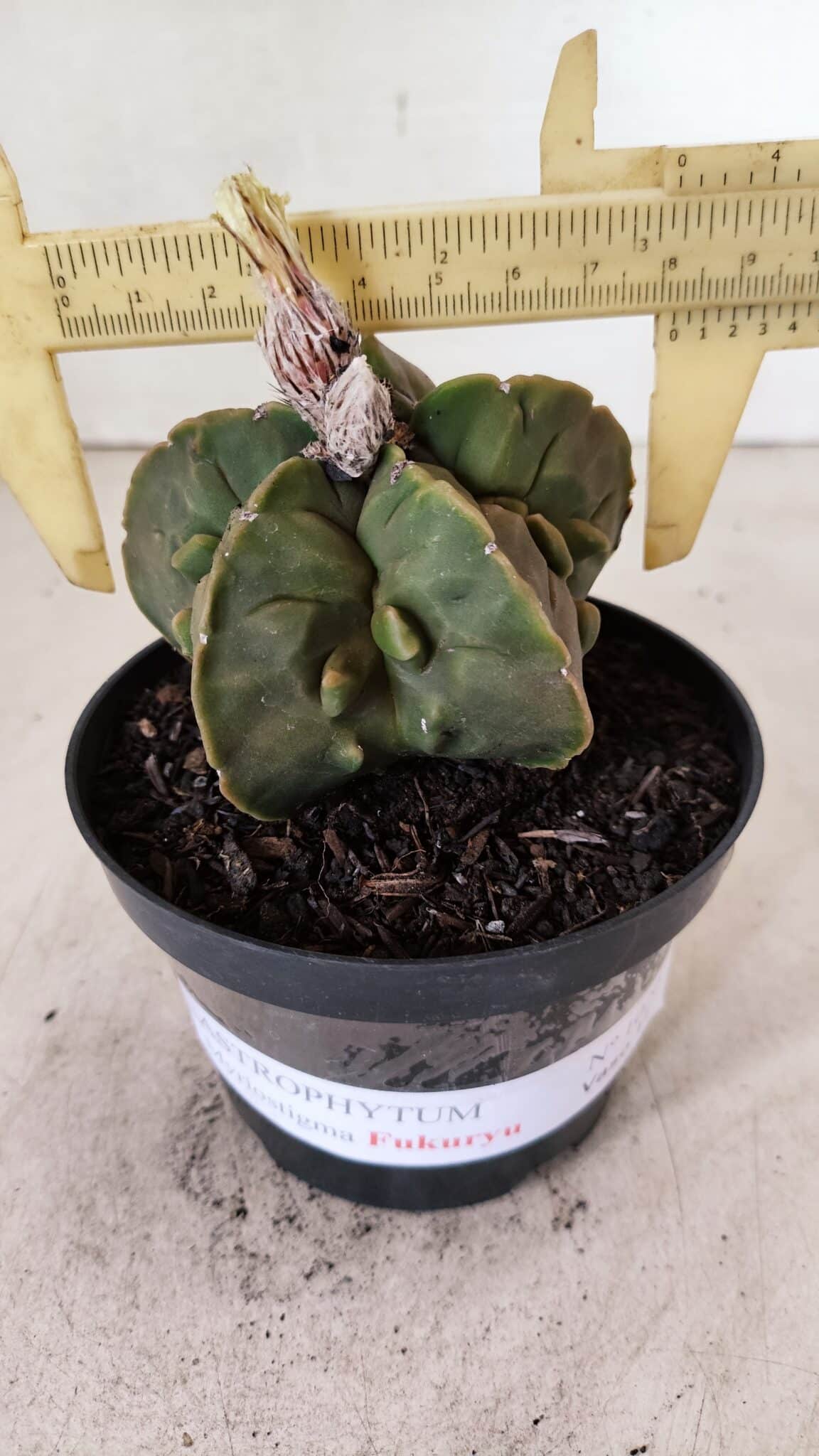 ASTROPHYTUM MYRIOSTIGMA "FUKURYU"  Nº 1020 – vaso 11 - foto 4
