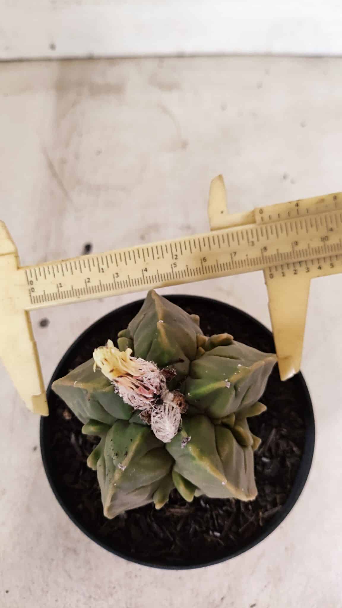 ASTROPHYTUM MYRIOSTIGMA "FUKURYU"  Nº 1020 – vaso 11 - foto 5