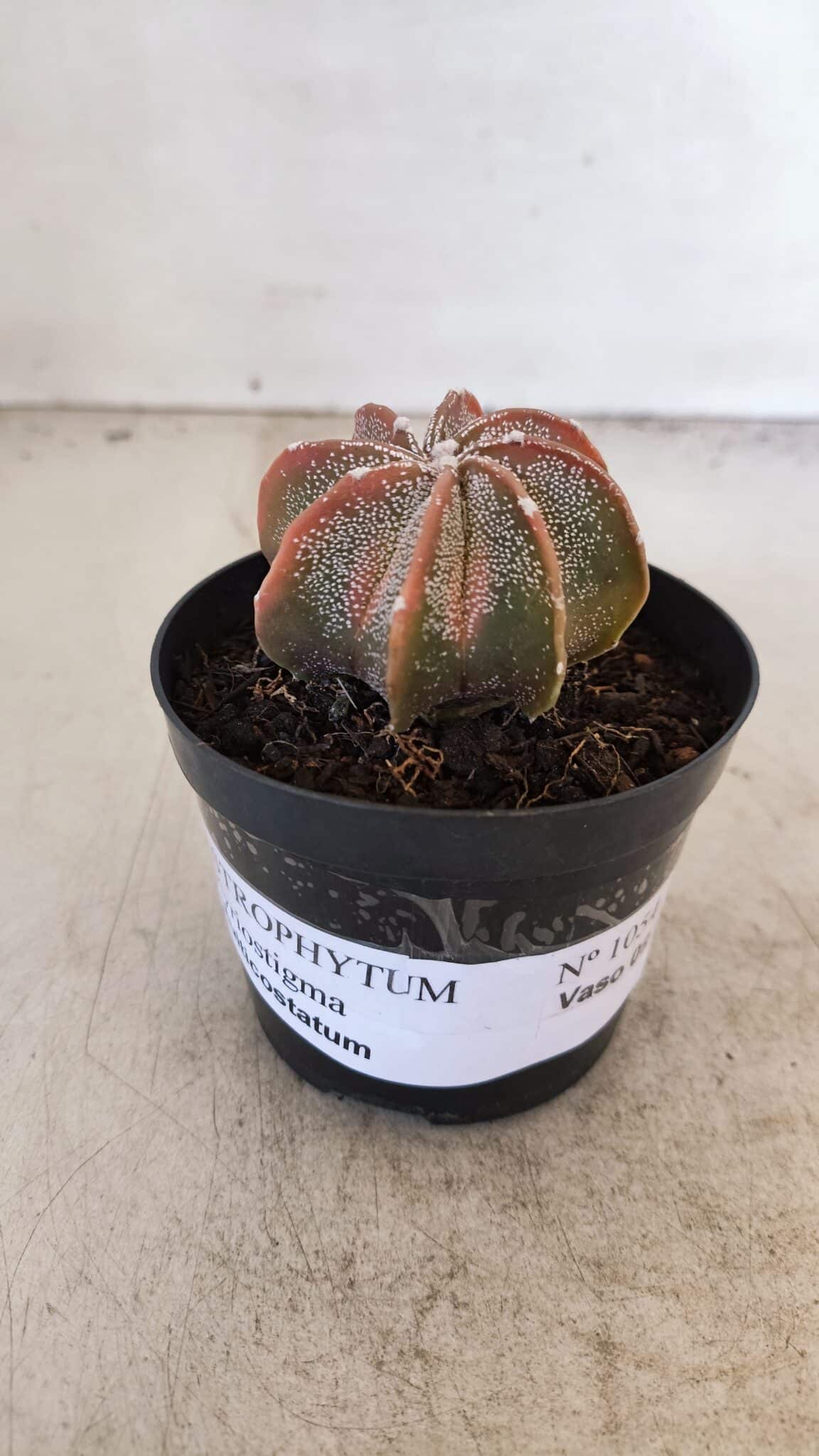 ASTROPHYTUM MYRIOSTIGMA "Multicostatum" Nº 1054 – vaso 09