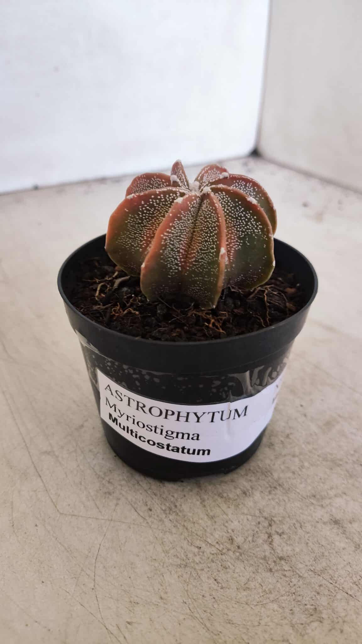 ASTROPHYTUM MYRIOSTIGMA "Multicostatum" Nº 1054 – vaso 09