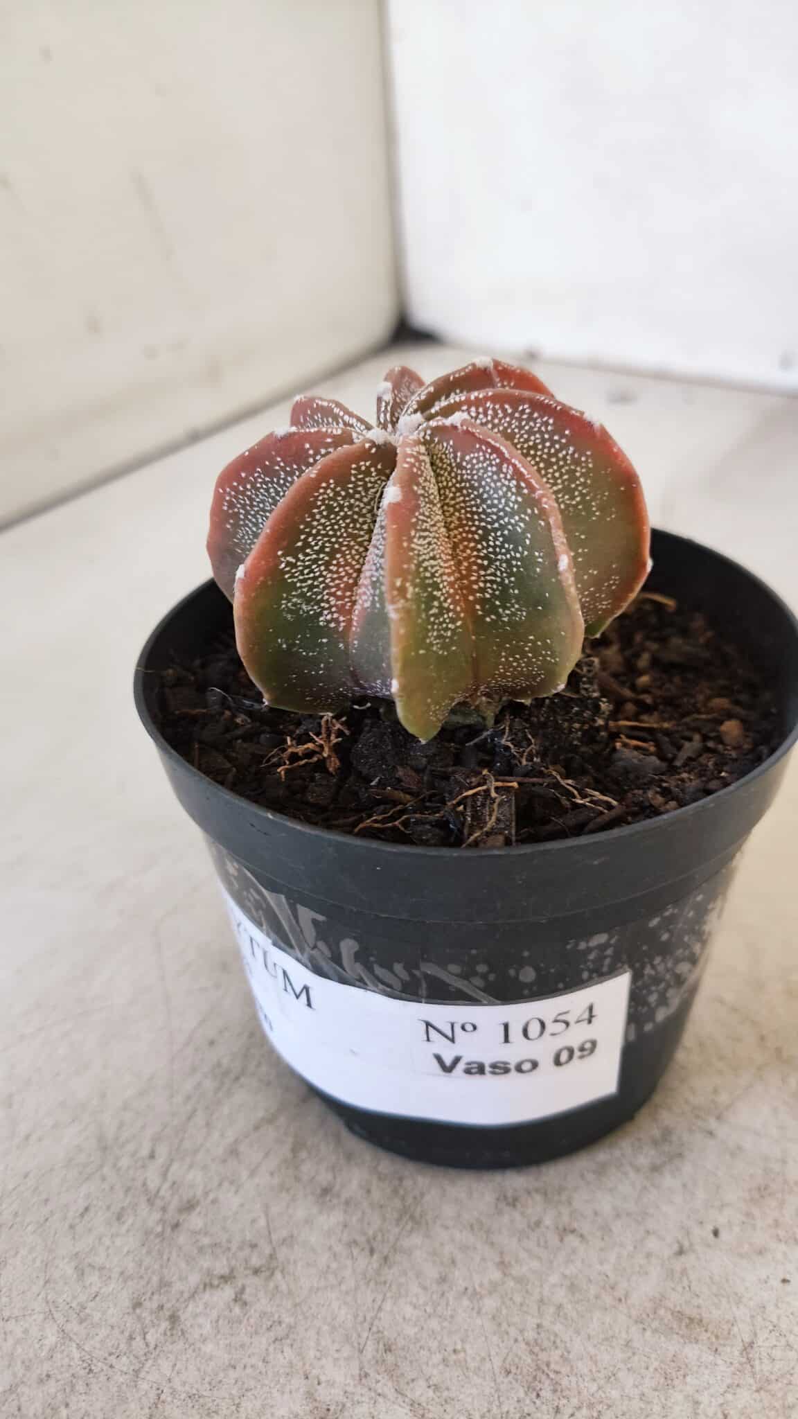 ASTROPHYTUM MYRIOSTIGMA "Multicostatum" Nº 1054 – vaso 09