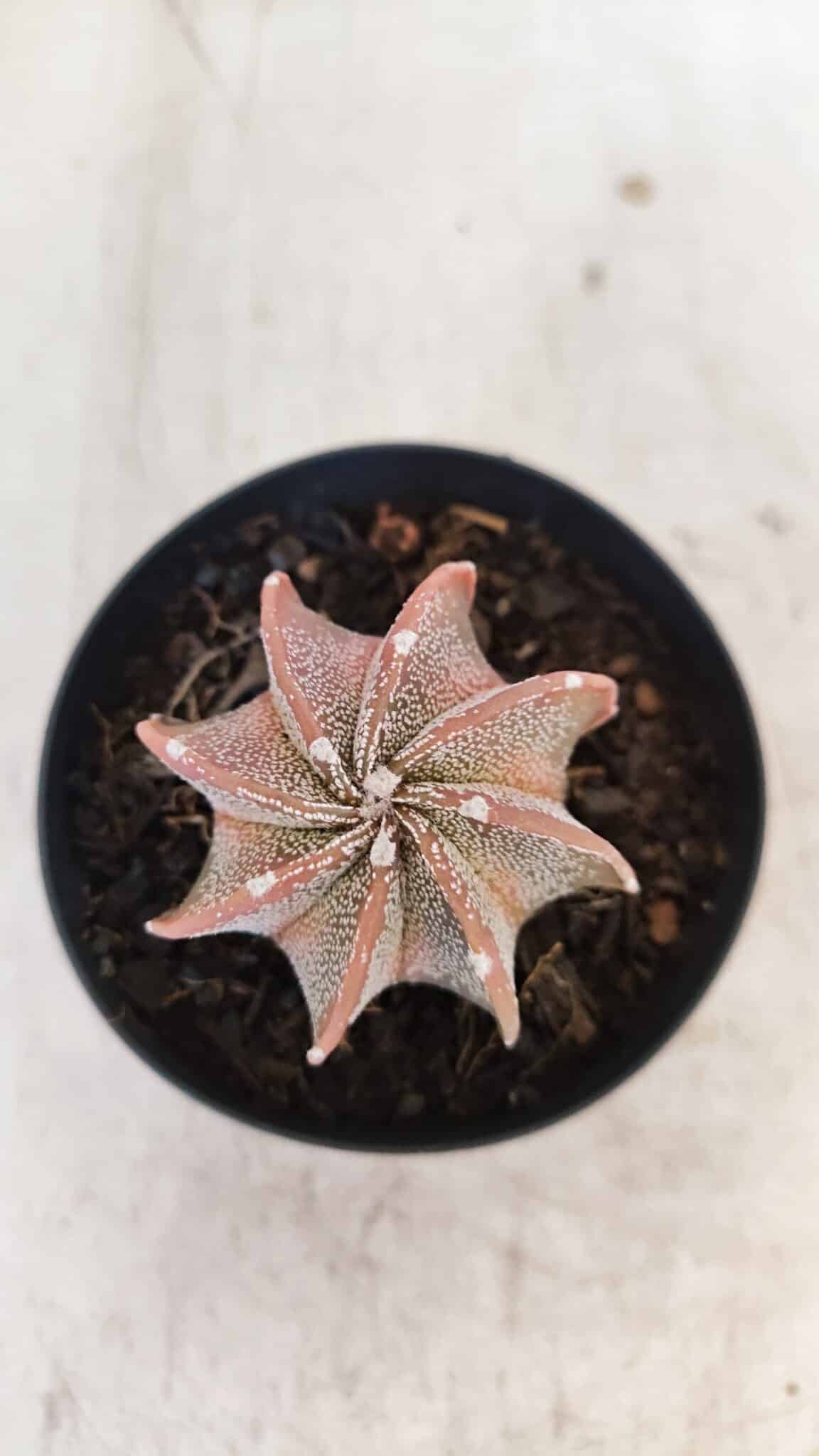 ASTROPHYTUM MYRIOSTIGMA "Multicostatum" Nº 1054 – vaso 09