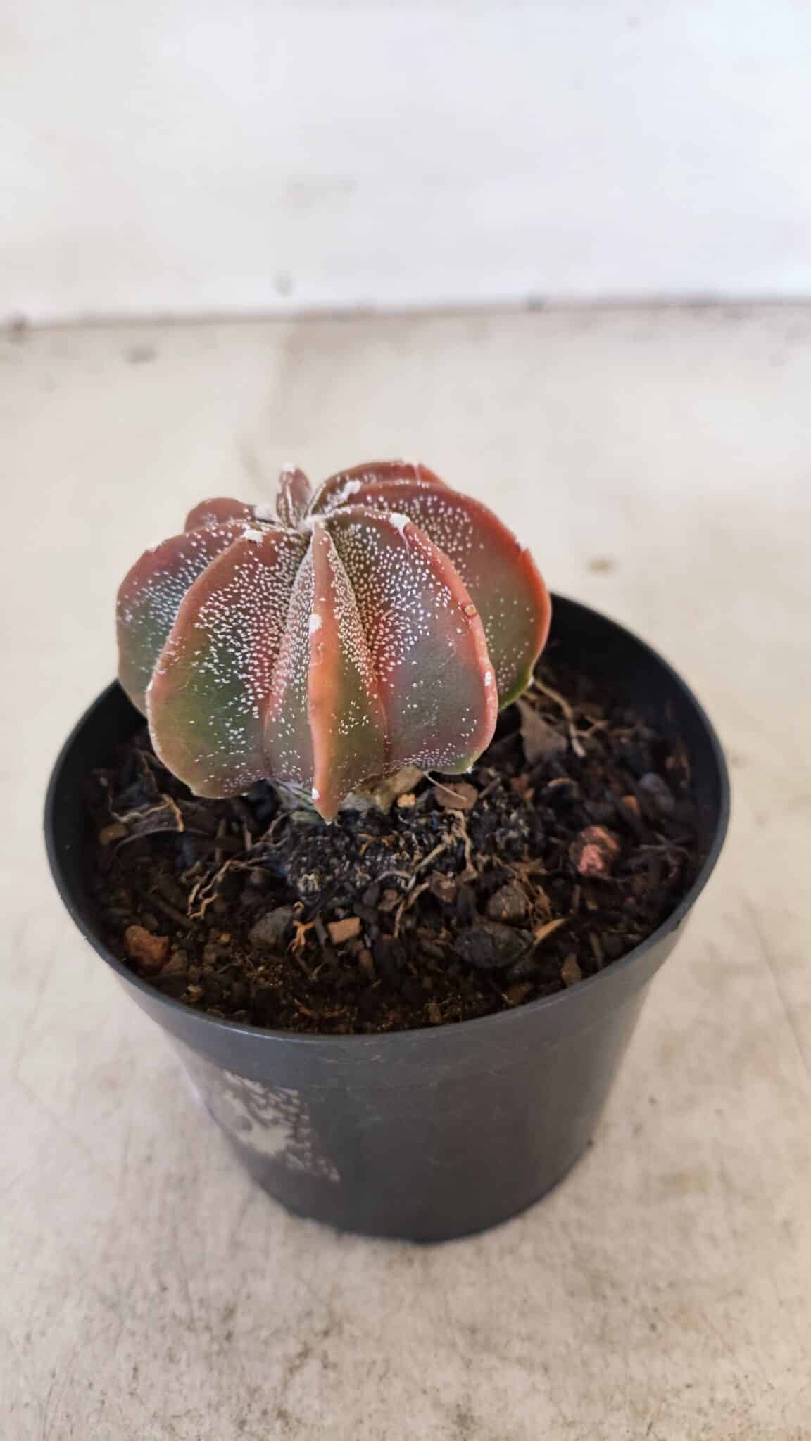 ASTROPHYTUM MYRIOSTIGMA "Multicostatum" Nº 1054 – vaso 09
