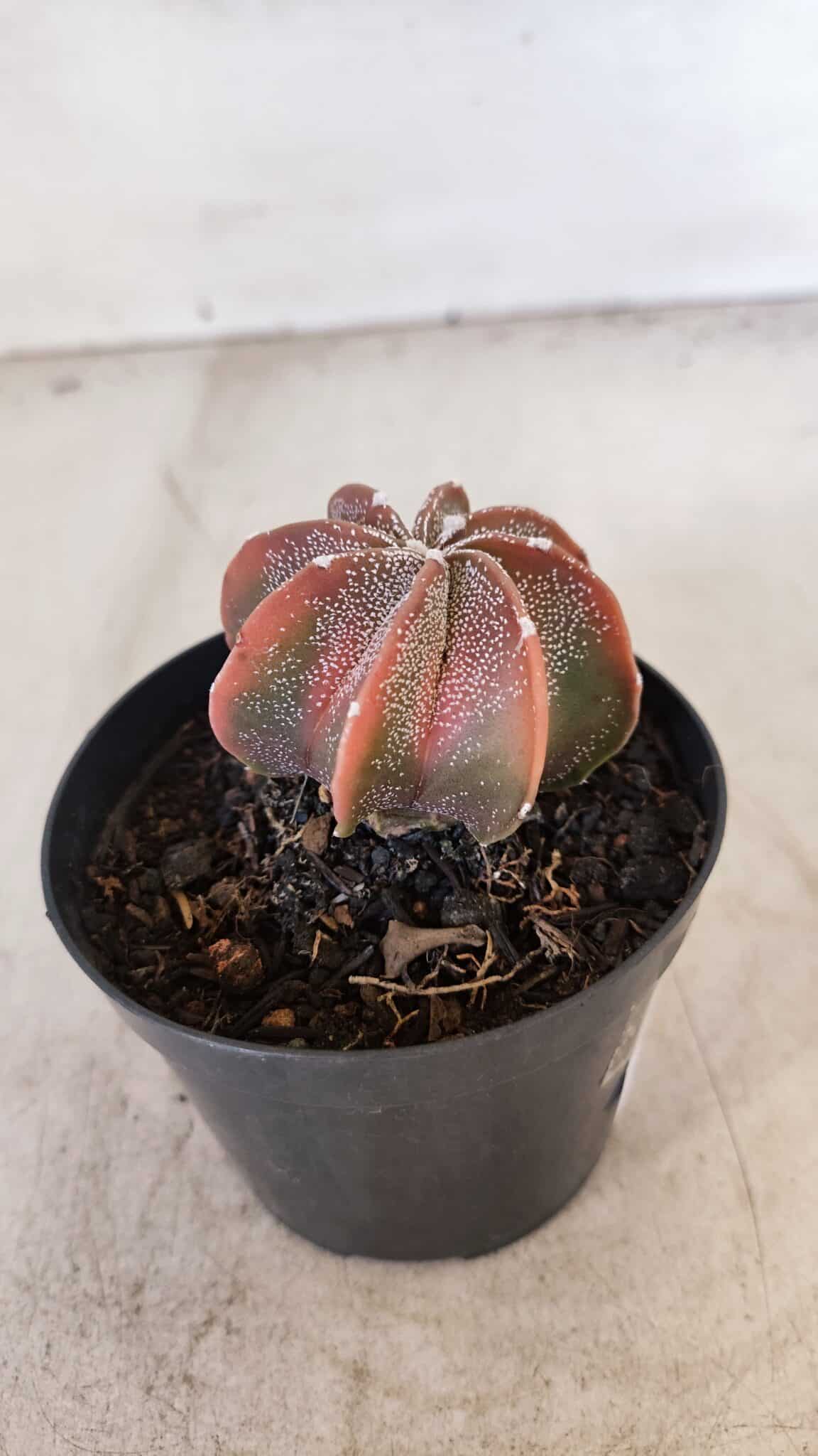 ASTROPHYTUM MYRIOSTIGMA "Multicostatum" Nº 1054 – vaso 09
