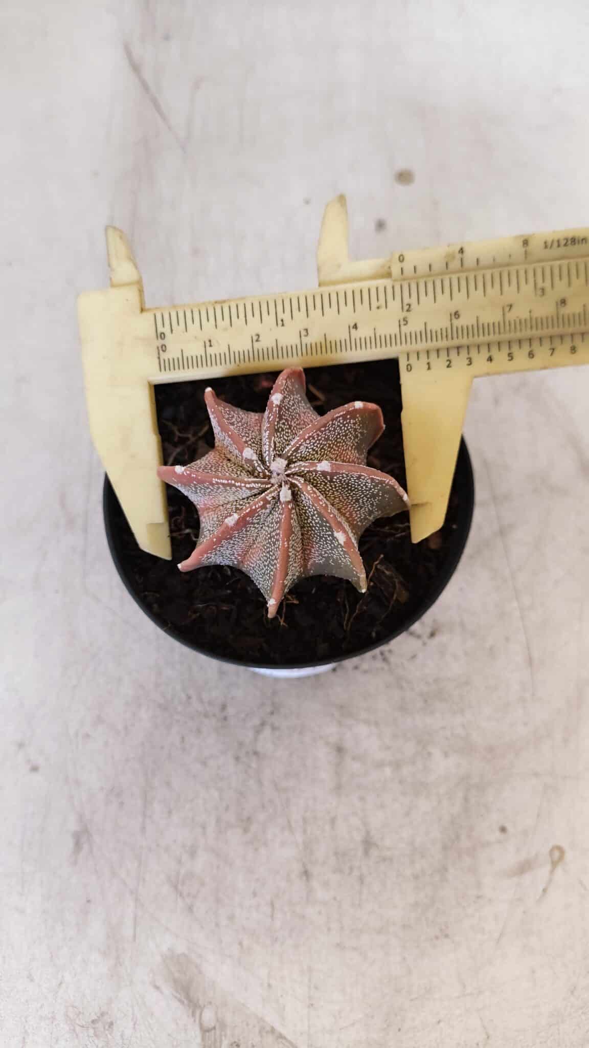 ASTROPHYTUM MYRIOSTIGMA "Multicostatum" Nº 1054 – vaso 09