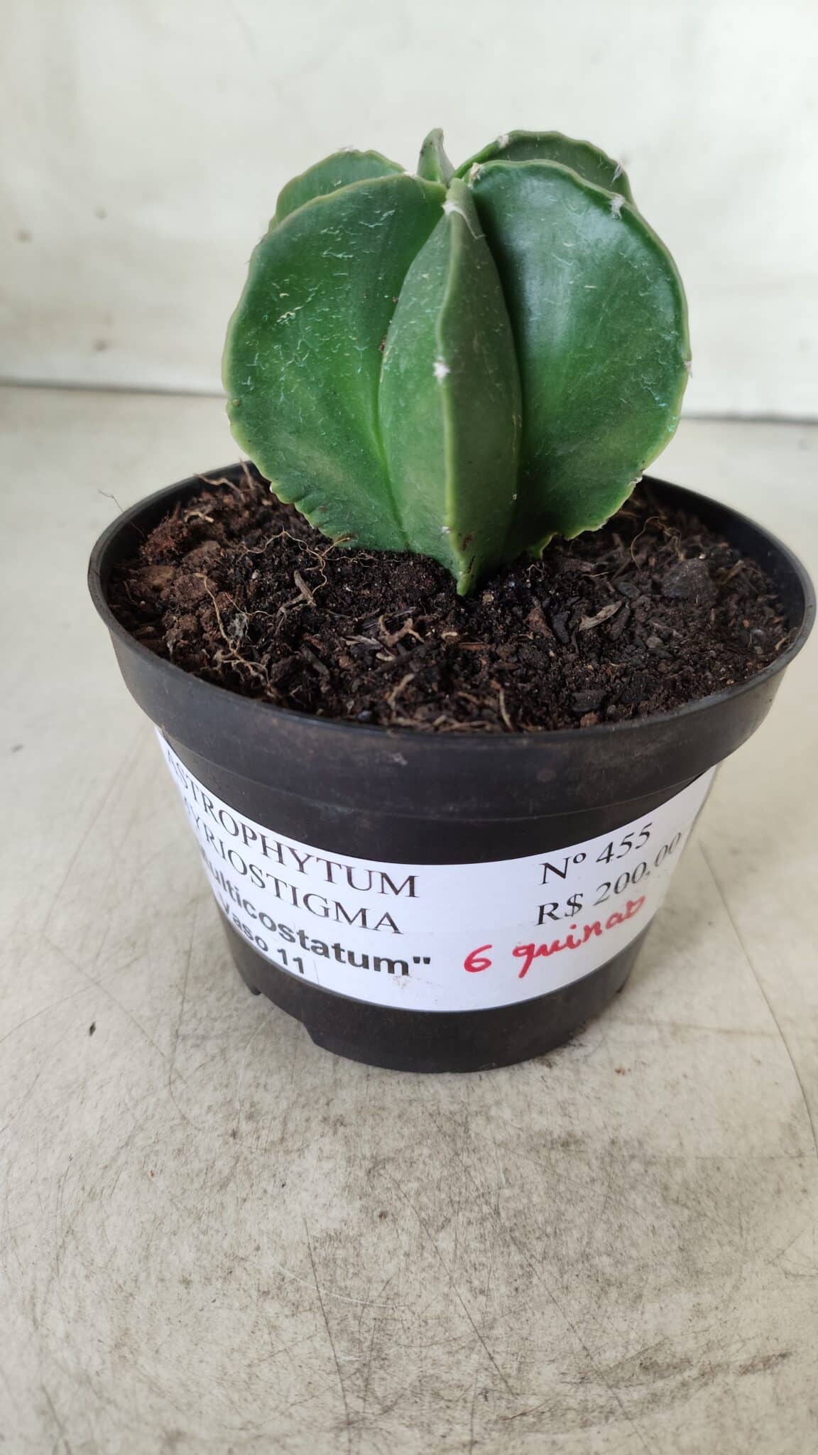 ASTROPHYTUM MYRIOSTIGMA "Multicostatum - 6 quinas "  Nº 455 – vaso 11