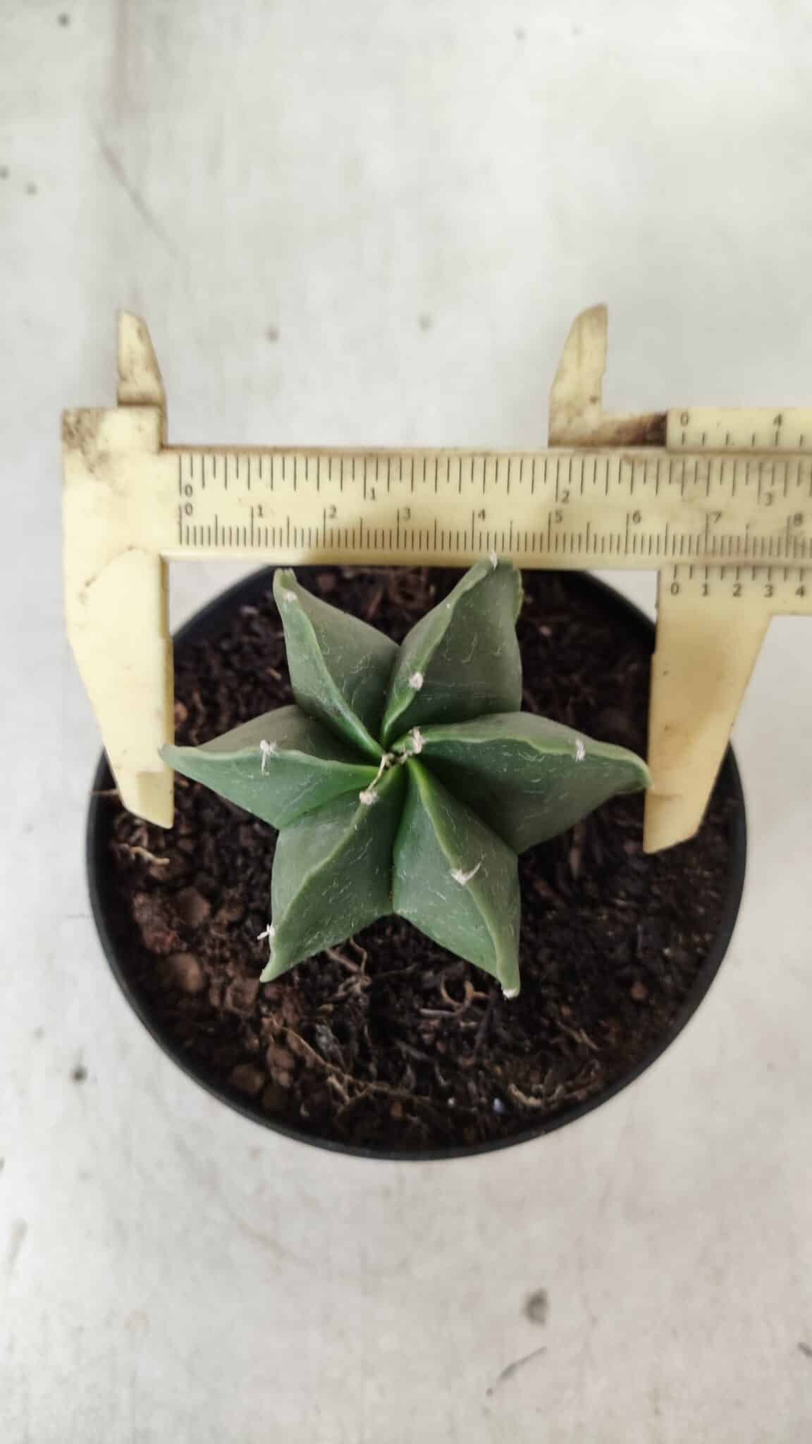 ASTROPHYTUM MYRIOSTIGMA "Multicostatum - 6 quinas "  Nº 455 – vaso 11
