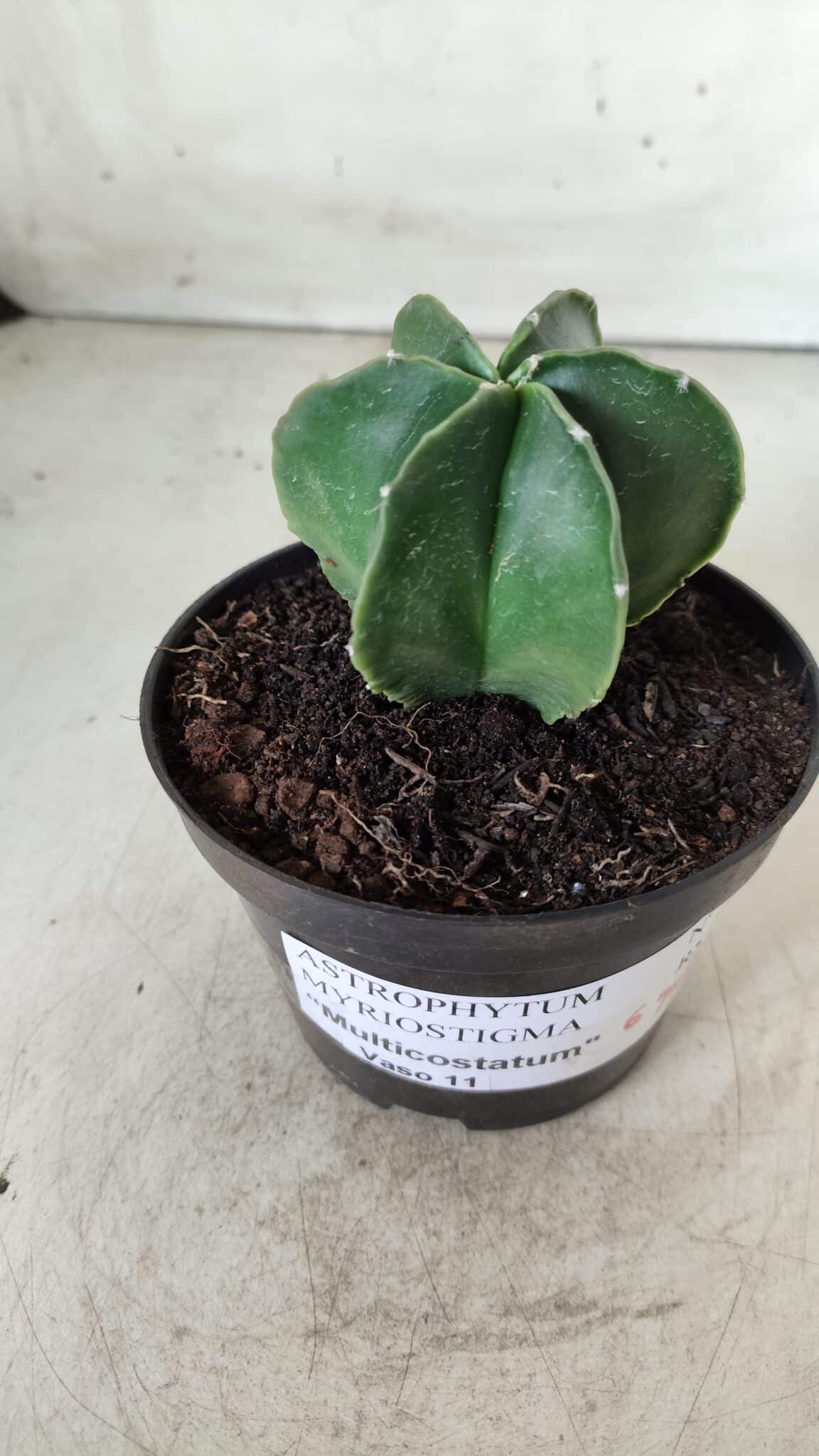 ASTROPHYTUM MYRIOSTIGMA "Multicostatum - 6 quinas "  Nº 455 – vaso 11