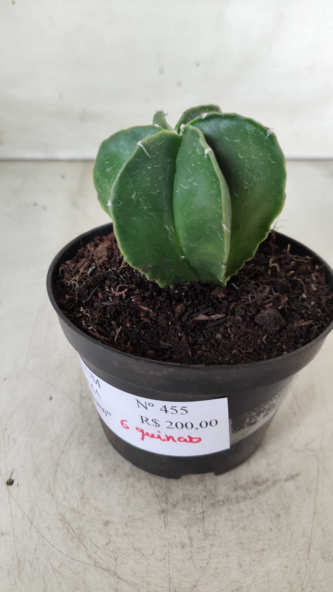 ASTROPHYTUM MYRIOSTIGMA "Multicostatum - 6 quinas "  Nº 455 – vaso 11