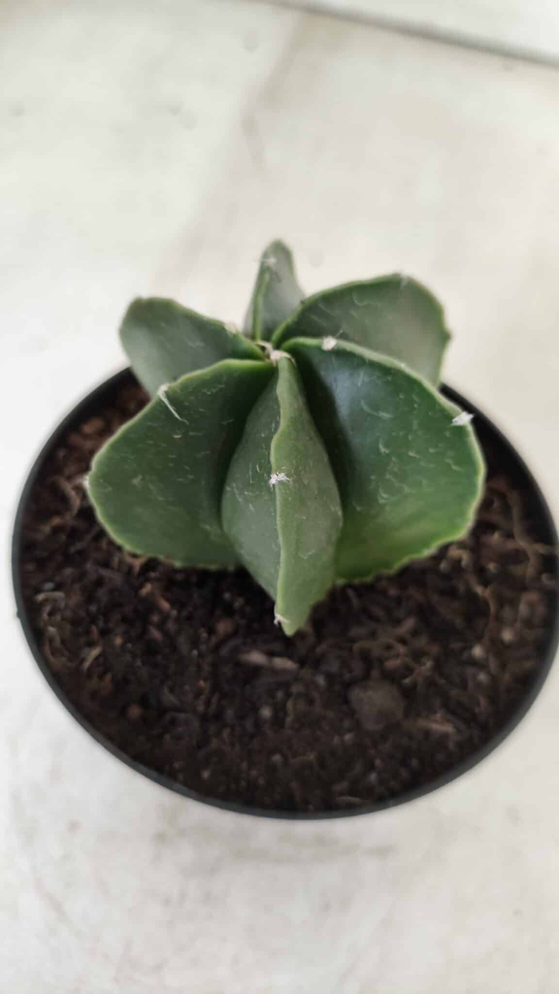 ASTROPHYTUM MYRIOSTIGMA "Multicostatum - 6 quinas "  Nº 455 – vaso 11
