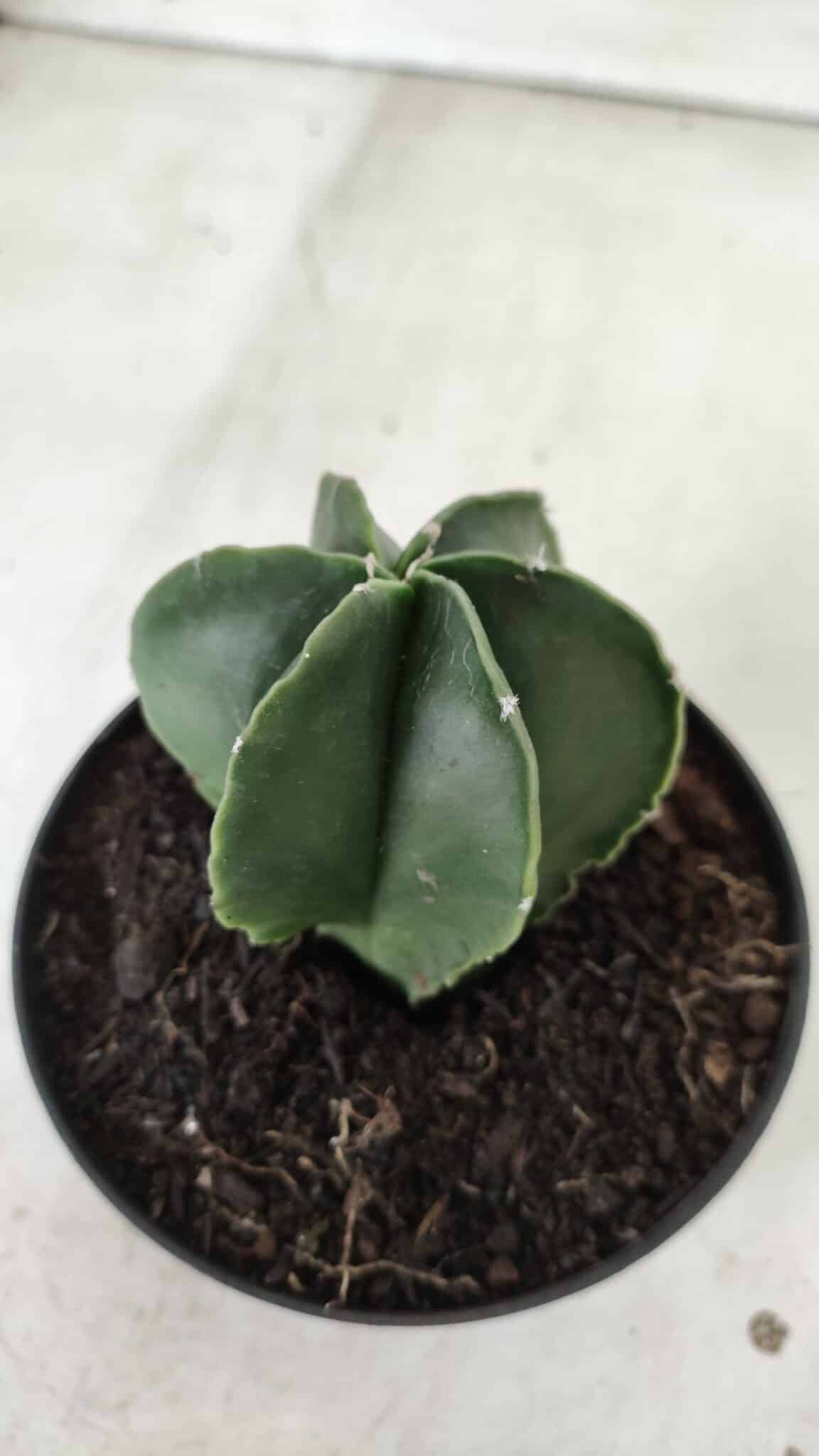 ASTROPHYTUM MYRIOSTIGMA "Multicostatum - 6 quinas "  Nº 455 – vaso 11