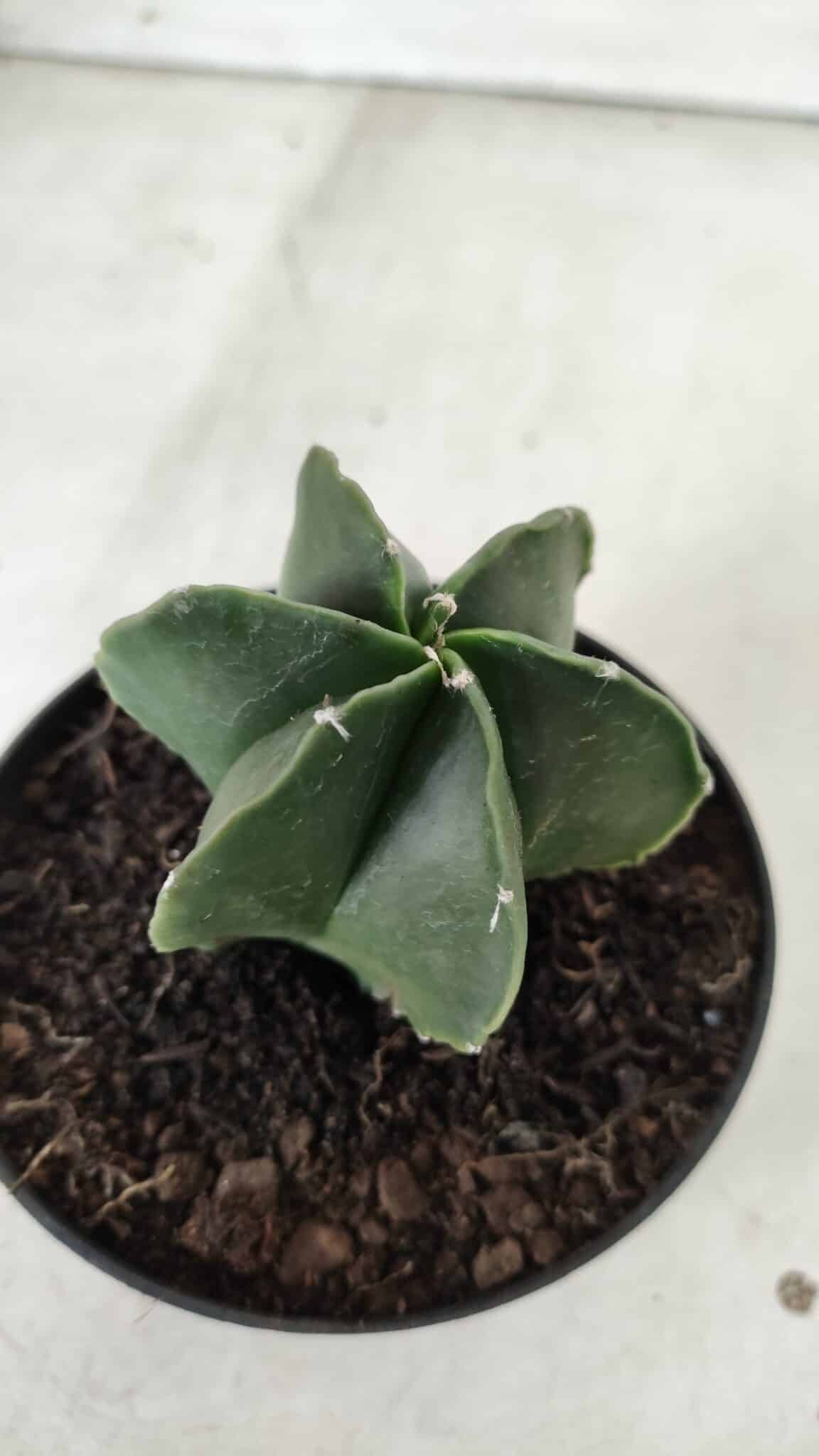 ASTROPHYTUM MYRIOSTIGMA "Multicostatum - 6 quinas "  Nº 455 – vaso 11