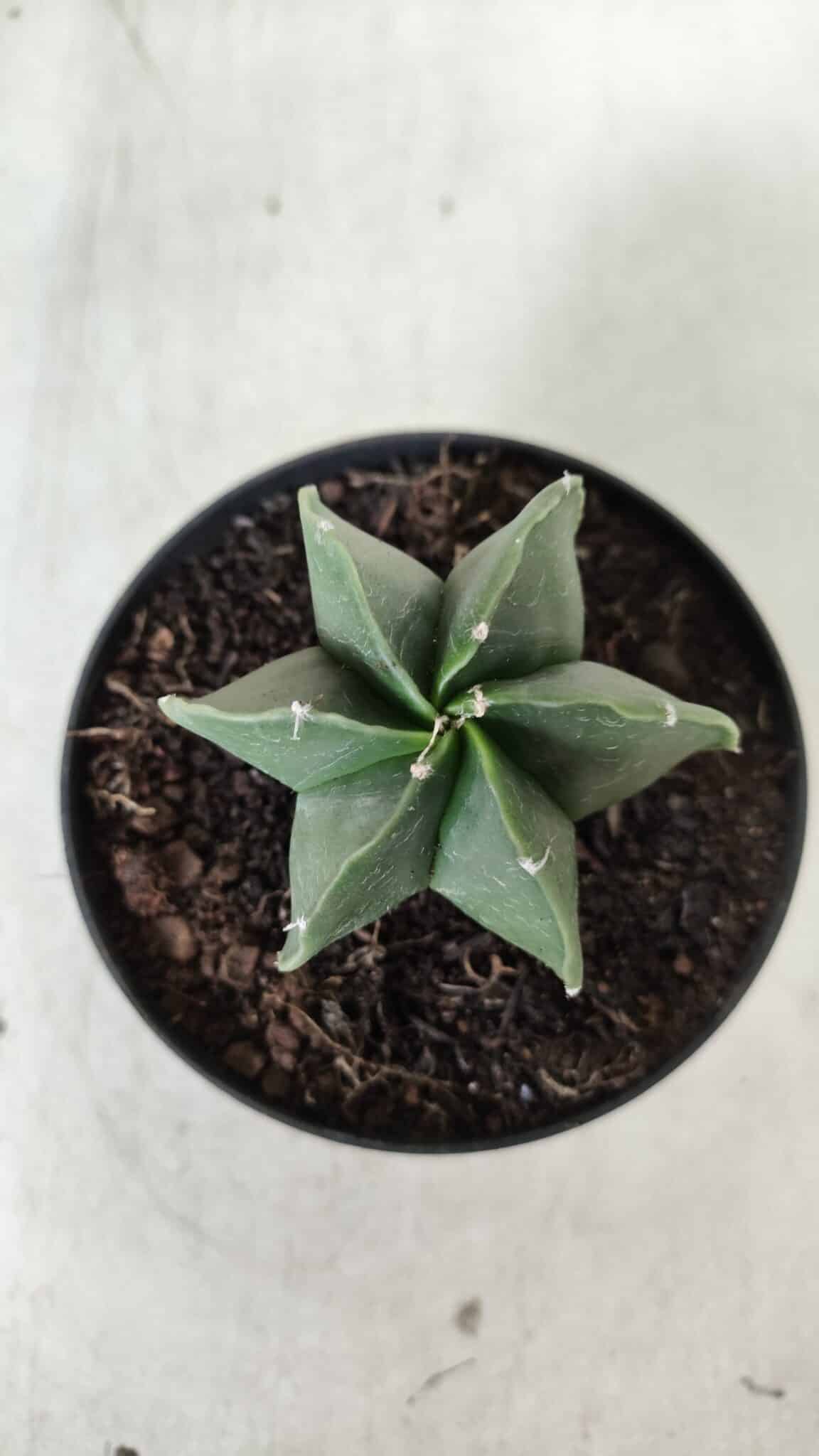 ASTROPHYTUM MYRIOSTIGMA "Multicostatum - 6 quinas "  Nº 455 – vaso 11