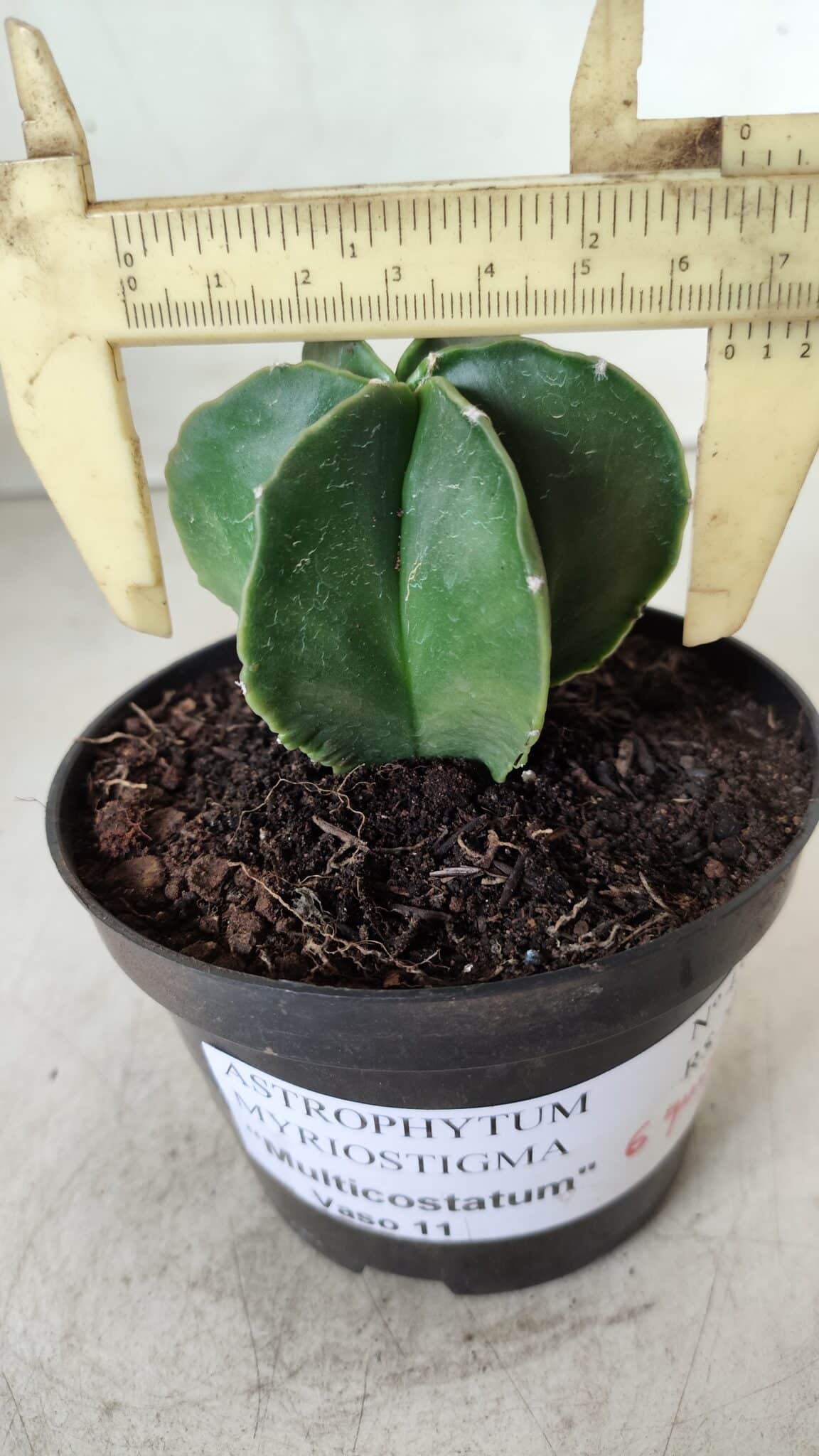 ASTROPHYTUM MYRIOSTIGMA "Multicostatum - 6 quinas "  Nº 455 – vaso 11