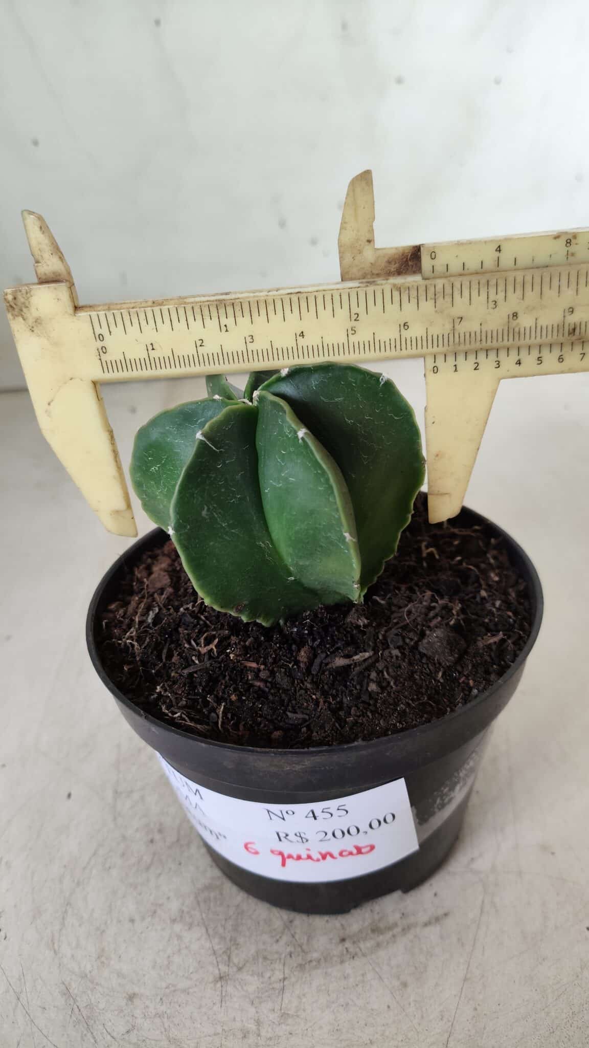 ASTROPHYTUM MYRIOSTIGMA "Multicostatum - 6 quinas "  Nº 455 – vaso 11