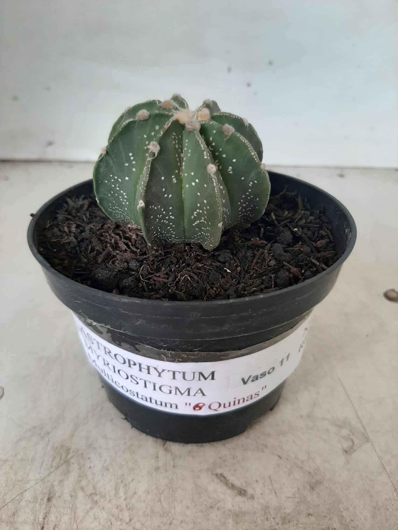 ASTROPHYTUM MYRIOSTIGMA "Multicostatum NUDUM - 8 quinas "  Nº 374 – vaso 15