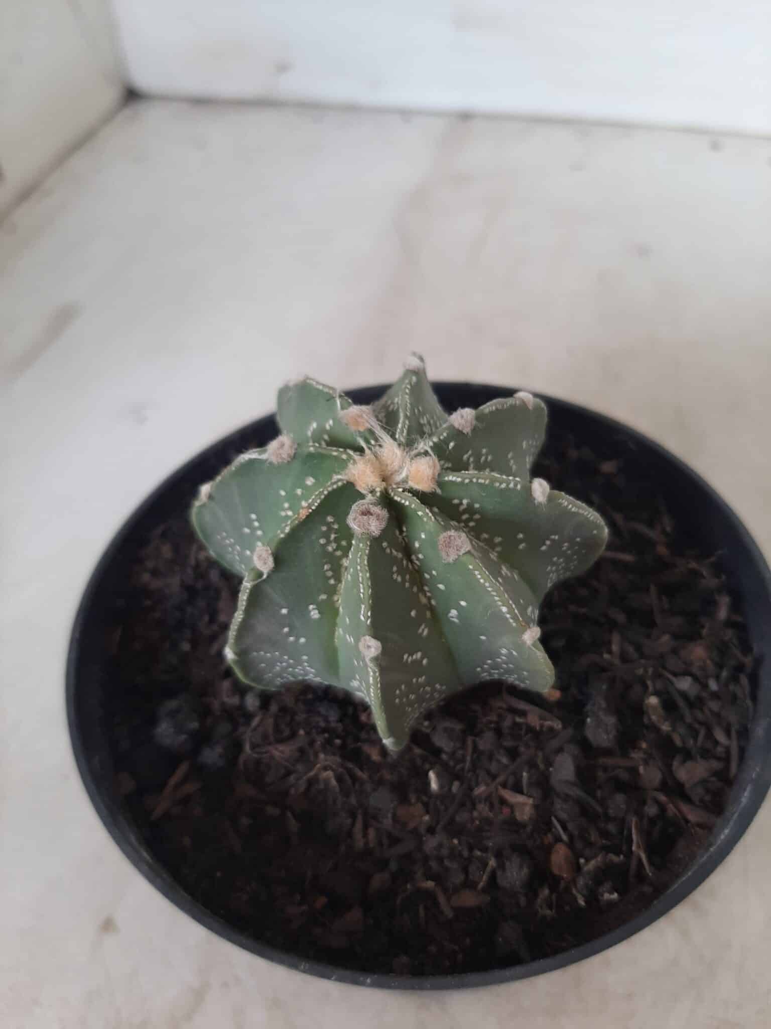 ASTROPHYTUM MYRIOSTIGMA "Multicostatum NUDUM - 8 quinas "  Nº 374 – vaso 15