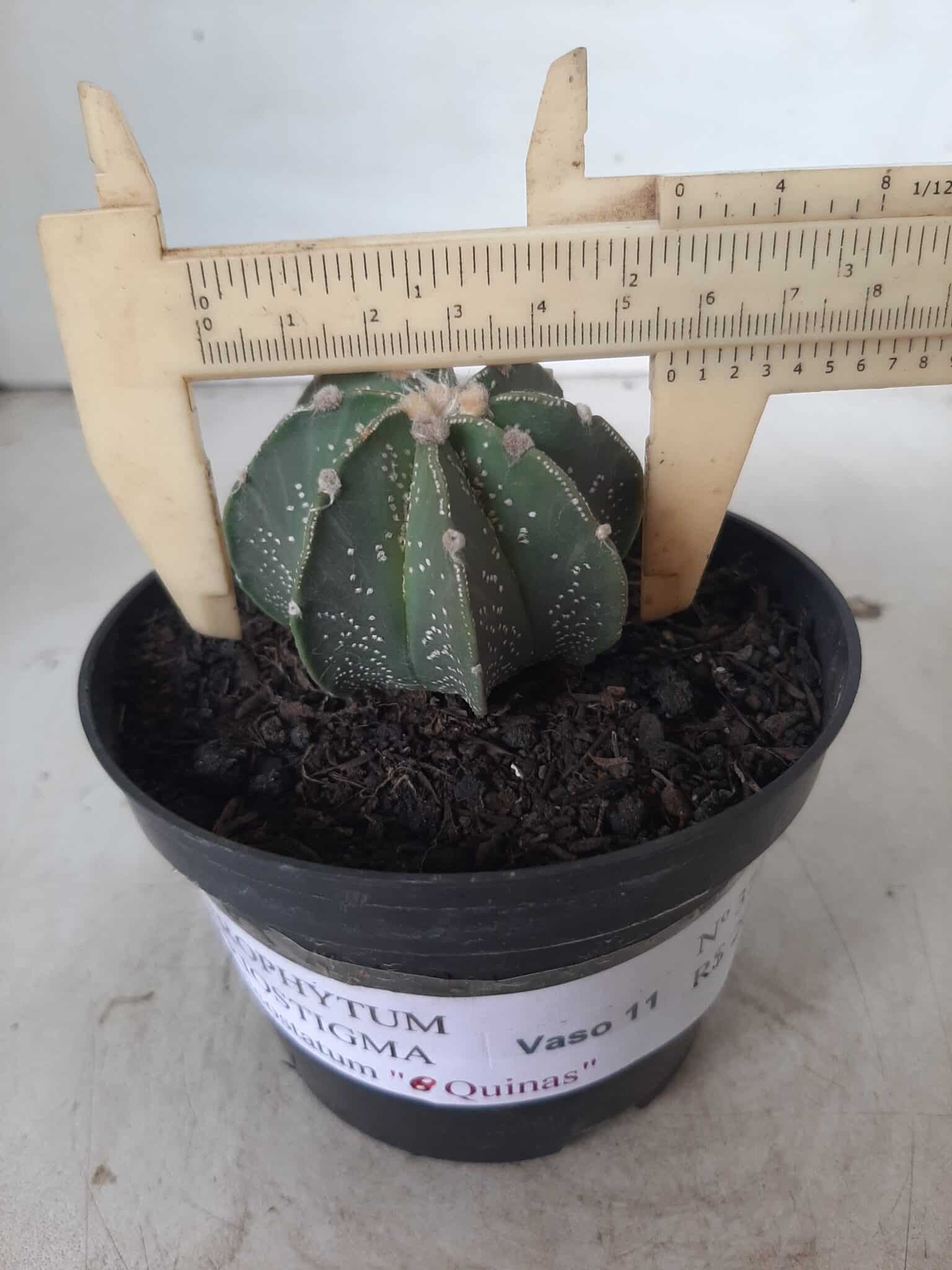 ASTROPHYTUM MYRIOSTIGMA "Multicostatum NUDUM - 8 quinas "  Nº 374 – vaso 15