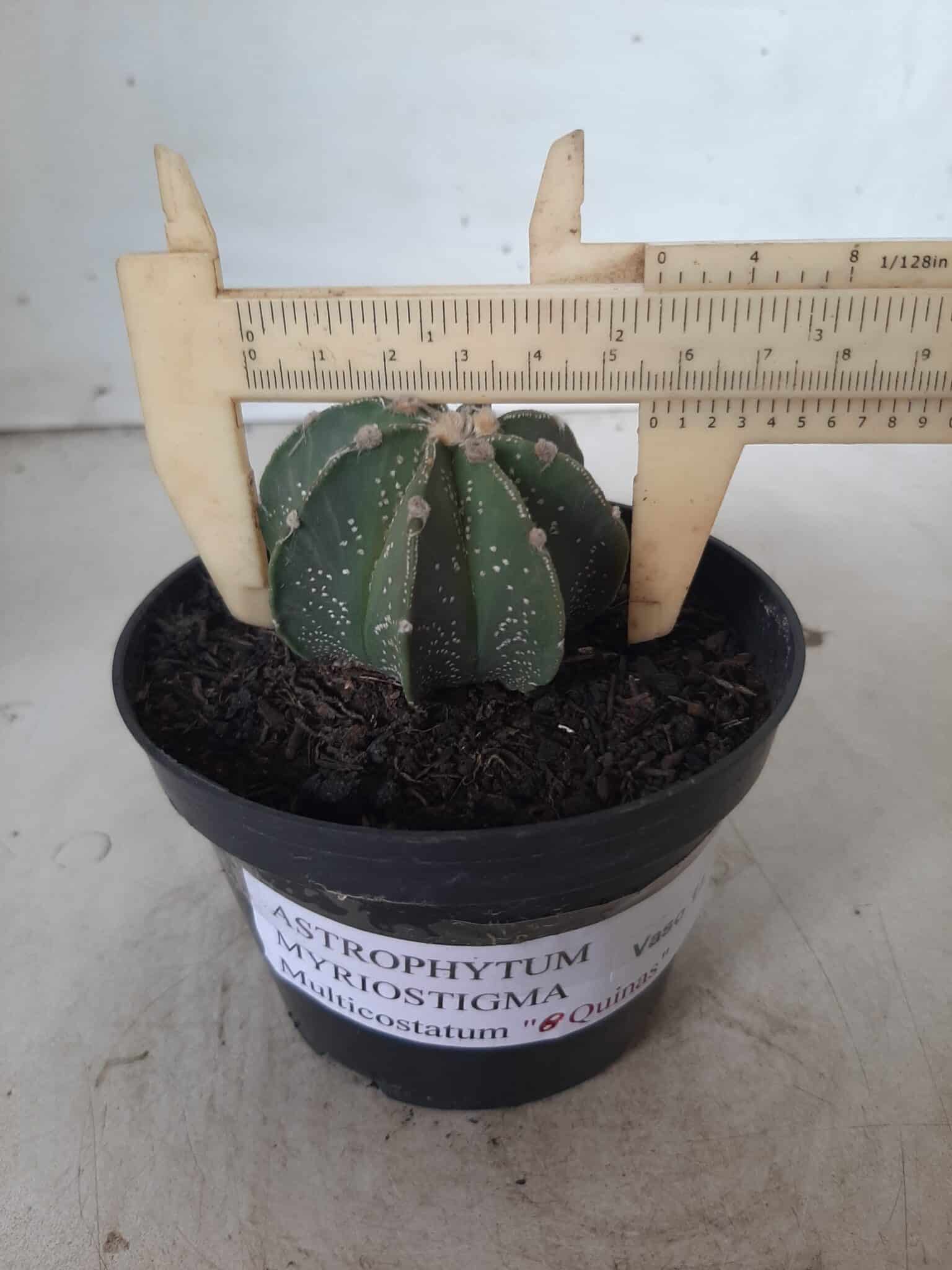 ASTROPHYTUM MYRIOSTIGMA "Multicostatum NUDUM - 8 quinas "  Nº 374 – vaso 15