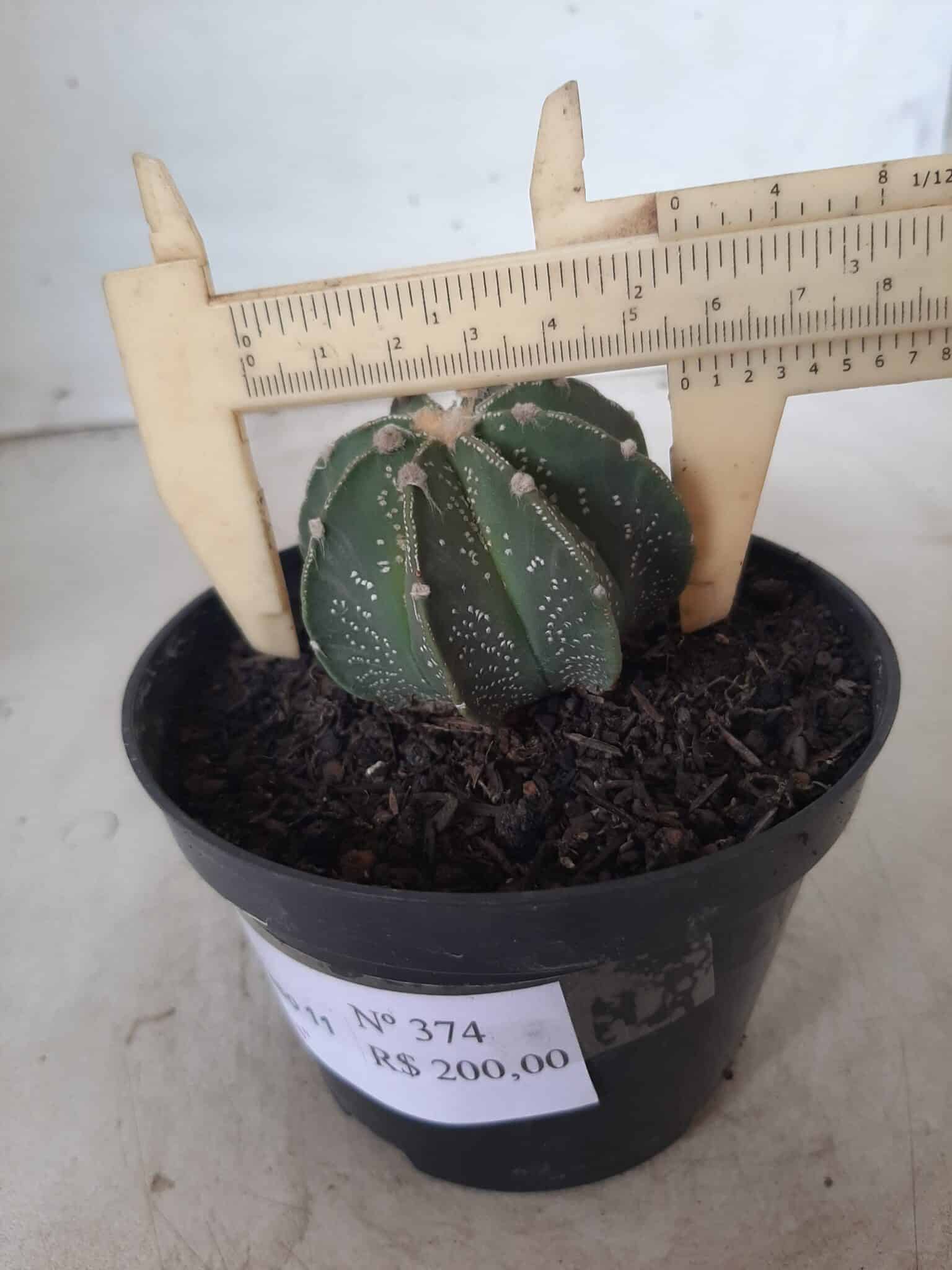 ASTROPHYTUM MYRIOSTIGMA "Multicostatum NUDUM - 8 quinas "  Nº 374 – vaso 15