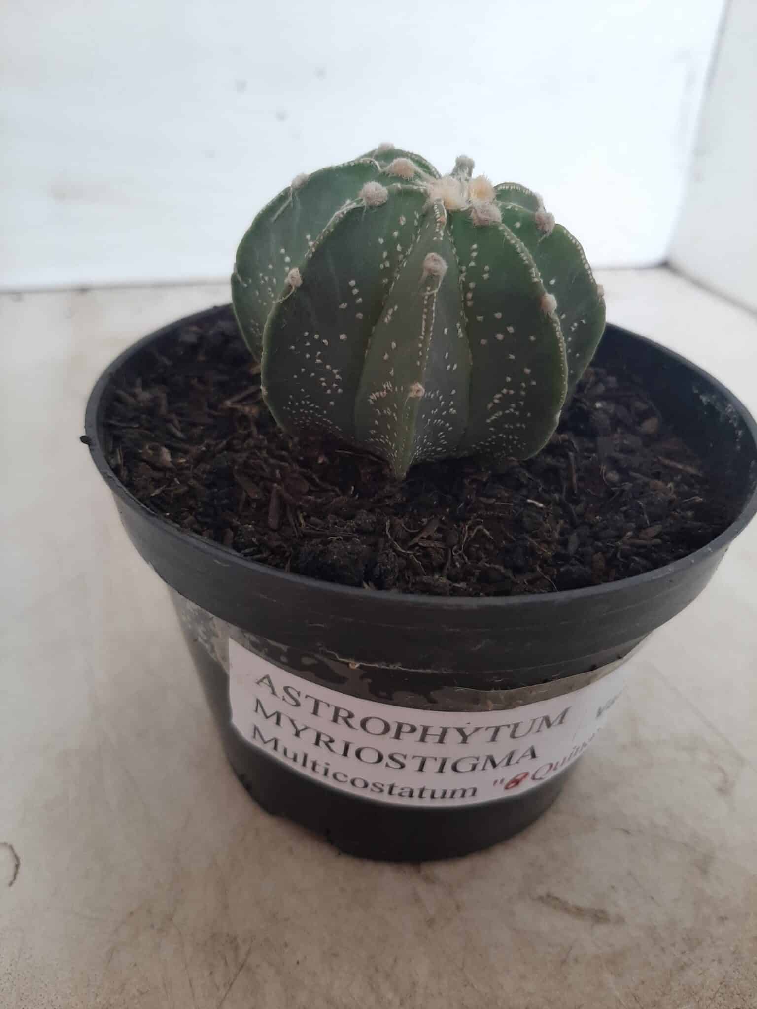 ASTROPHYTUM MYRIOSTIGMA "Multicostatum NUDUM - 8 quinas "  Nº 374 – vaso 15