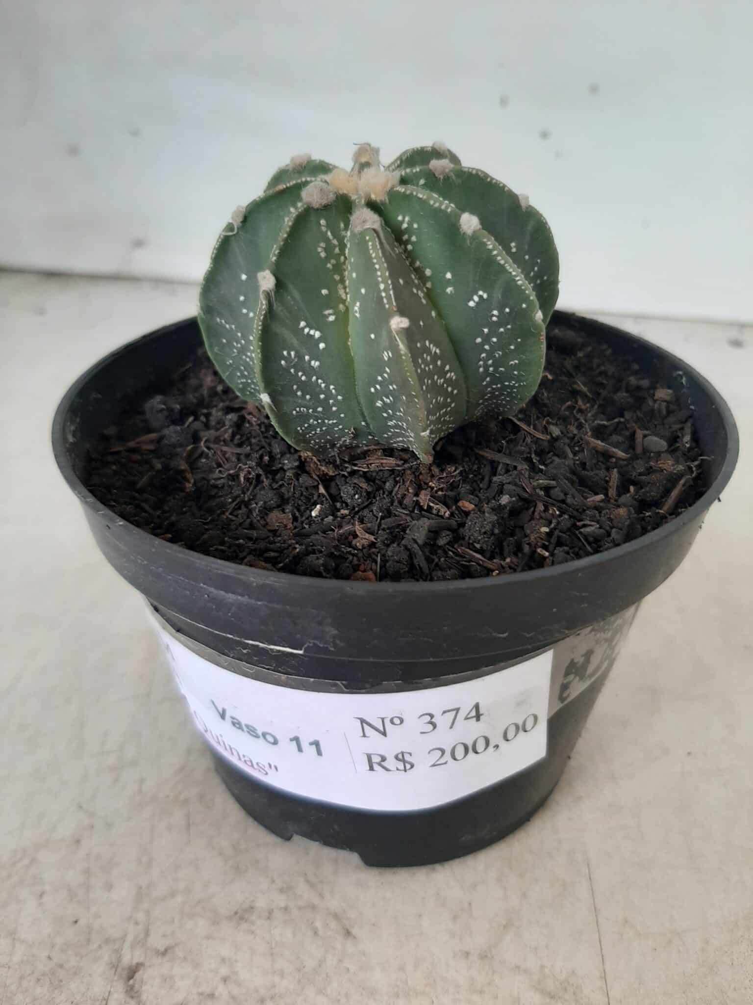 ASTROPHYTUM MYRIOSTIGMA "Multicostatum NUDUM - 8 quinas "  Nº 374 – vaso 15