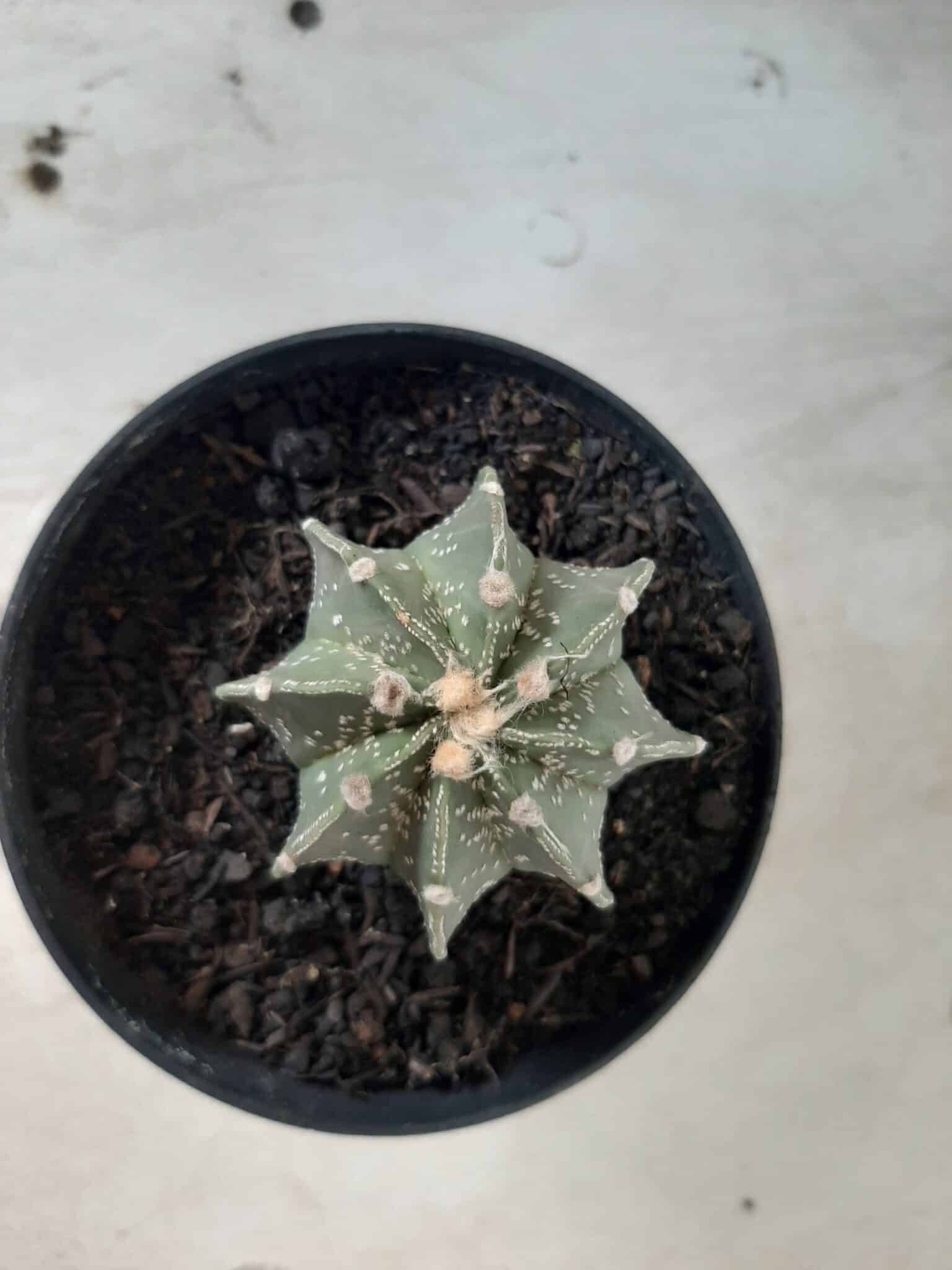 ASTROPHYTUM MYRIOSTIGMA "Multicostatum NUDUM - 8 quinas "  Nº 374 – vaso 15