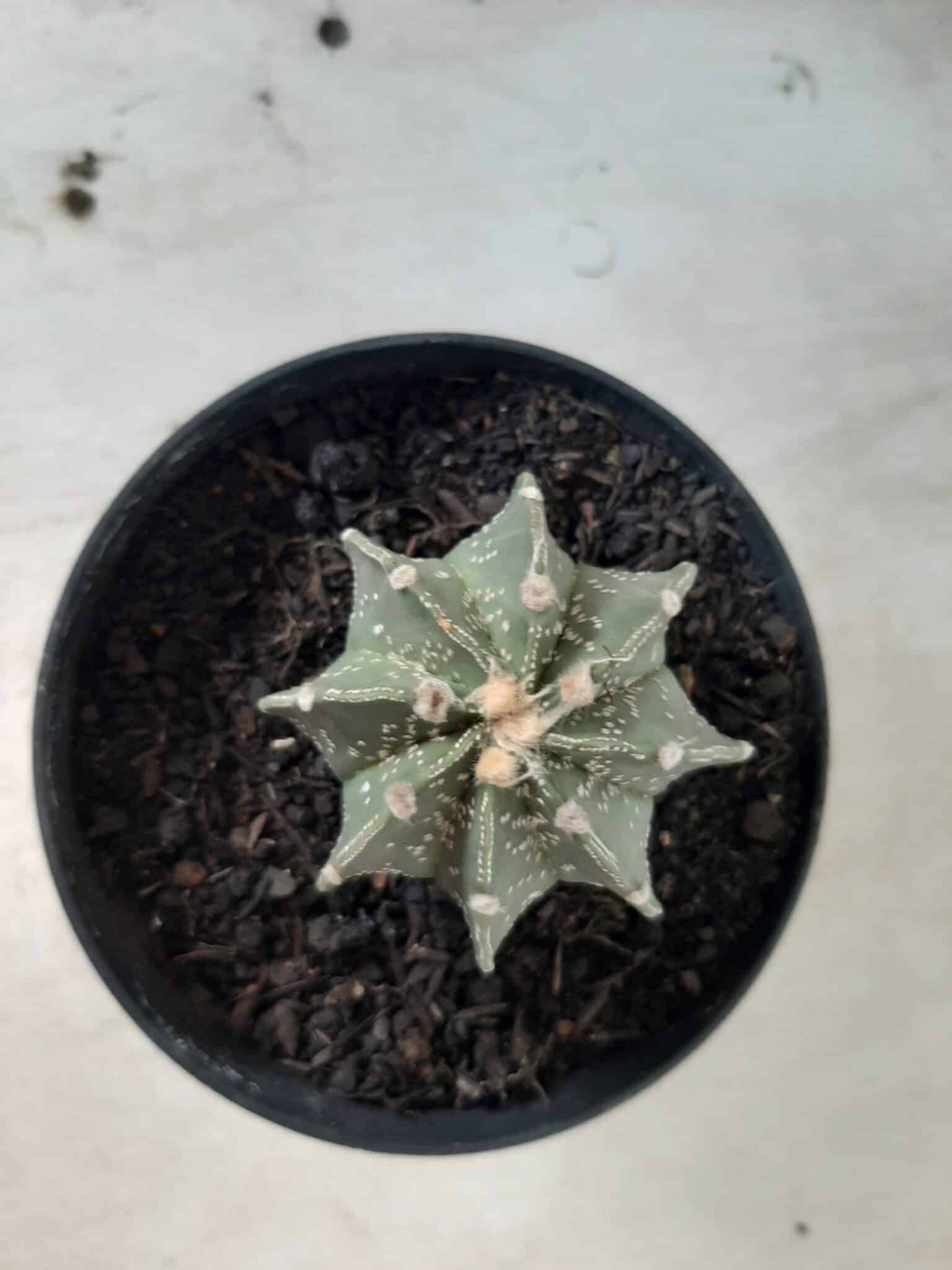 ASTROPHYTUM MYRIOSTIGMA "Multicostatum NUDUM - 8 quinas "  Nº 374 – vaso 15