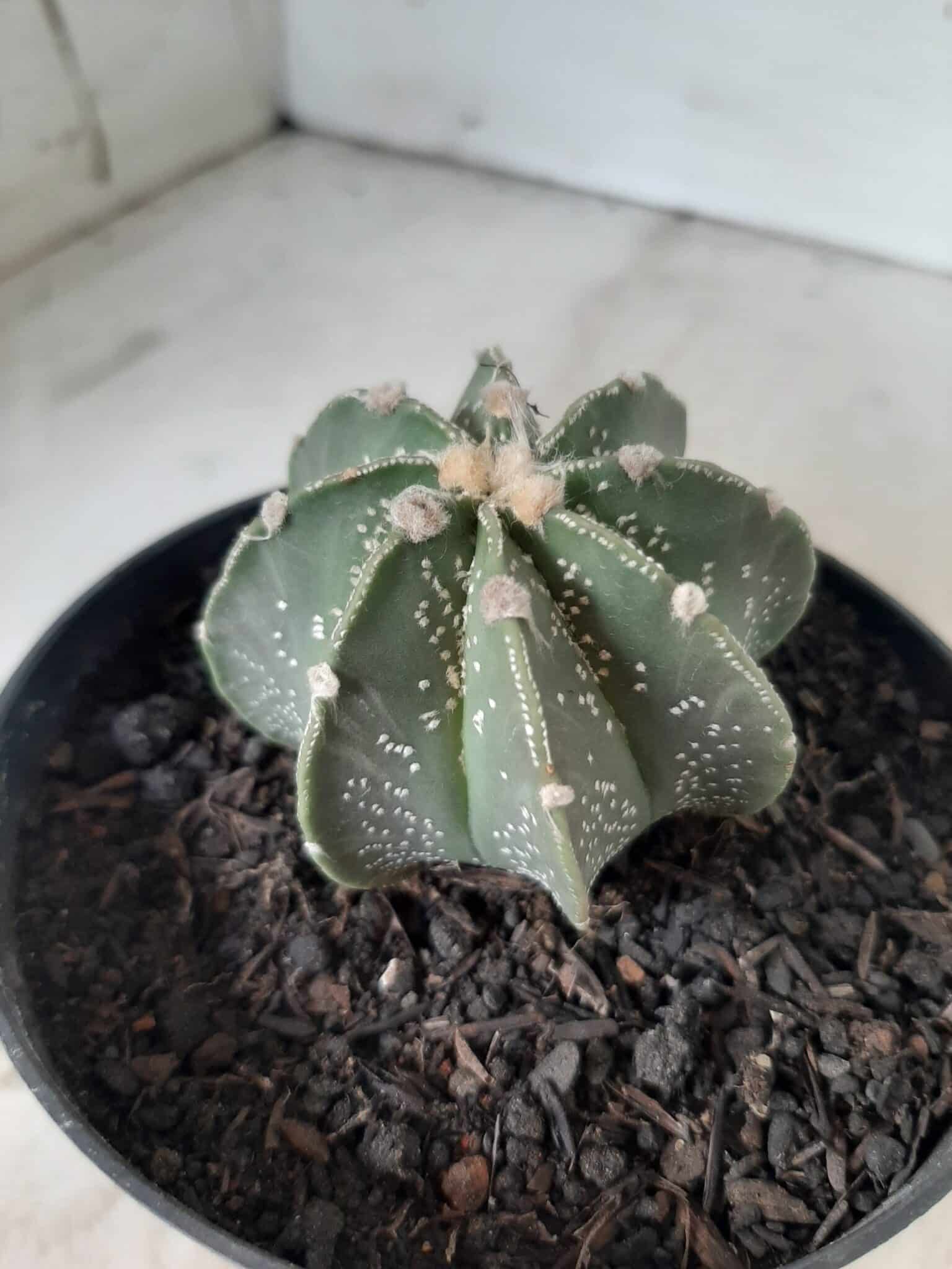 ASTROPHYTUM MYRIOSTIGMA "Multicostatum NUDUM - 8 quinas "  Nº 374 – vaso 15