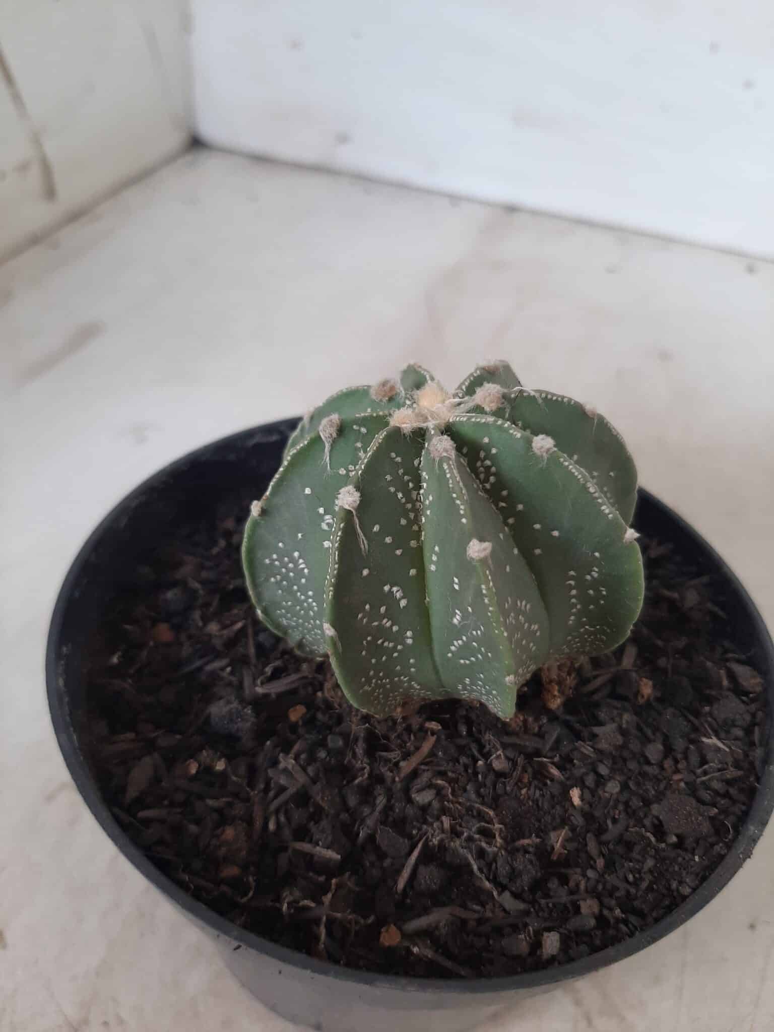 ASTROPHYTUM MYRIOSTIGMA "Multicostatum NUDUM - 8 quinas "  Nº 374 – vaso 15