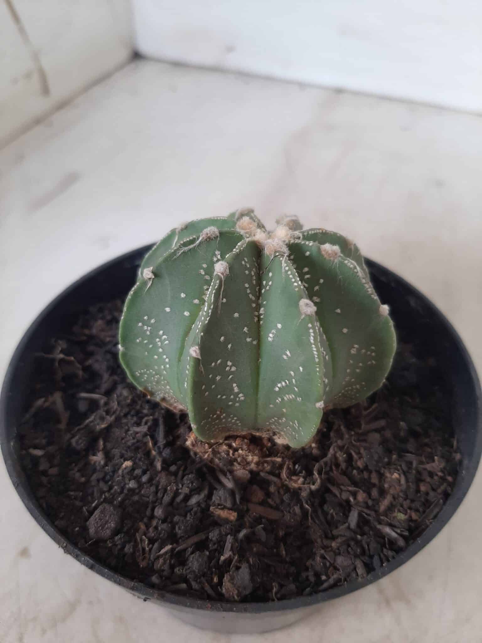 ASTROPHYTUM MYRIOSTIGMA "Multicostatum NUDUM - 8 quinas "  Nº 374 – vaso 15