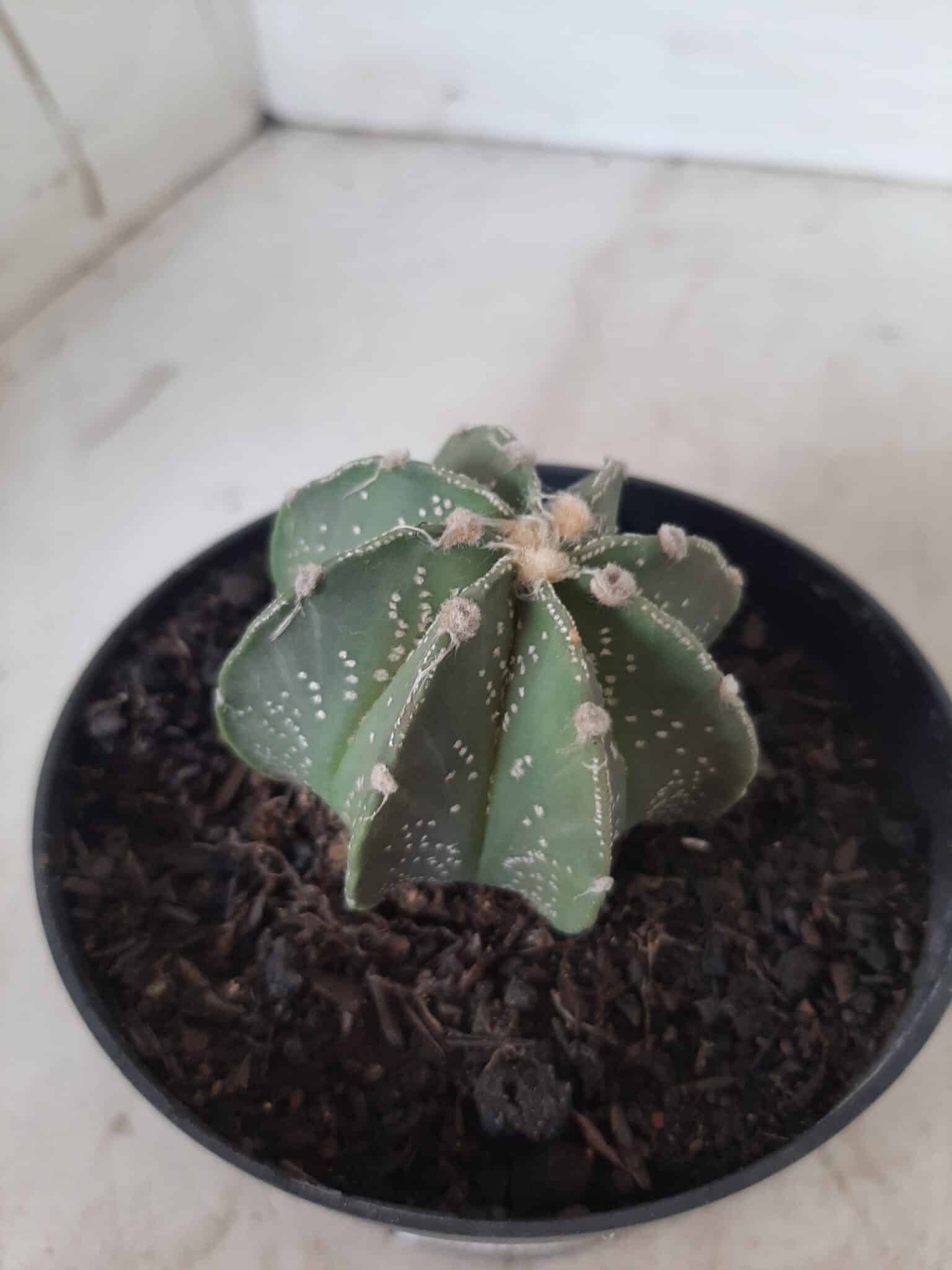 ASTROPHYTUM MYRIOSTIGMA "Multicostatum NUDUM - 8 quinas "  Nº 374 – vaso 15
