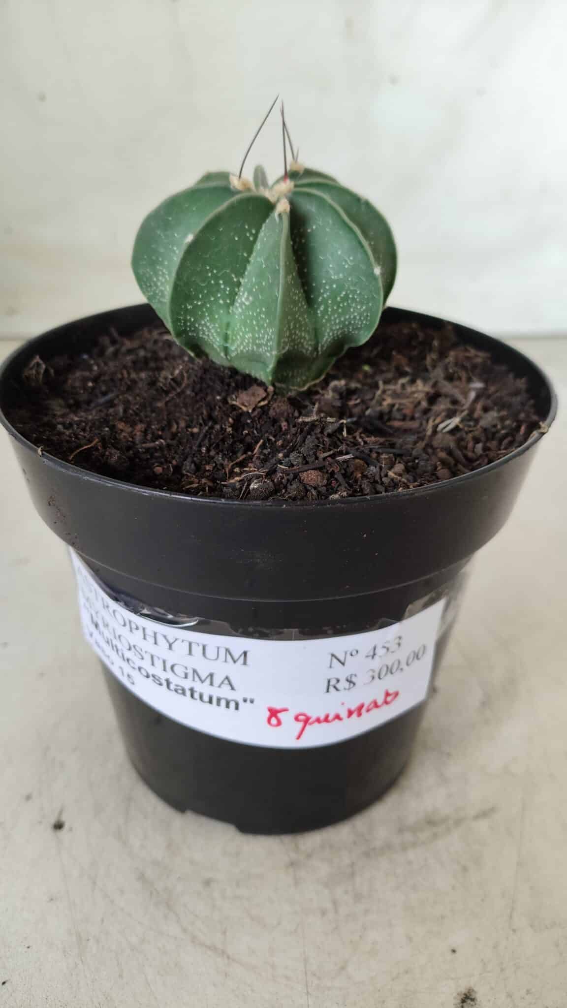 ASTROPHYTUM MYRIOSTIGMA "Multicostatum - 8 quinas "  Nº 453 – vaso 15