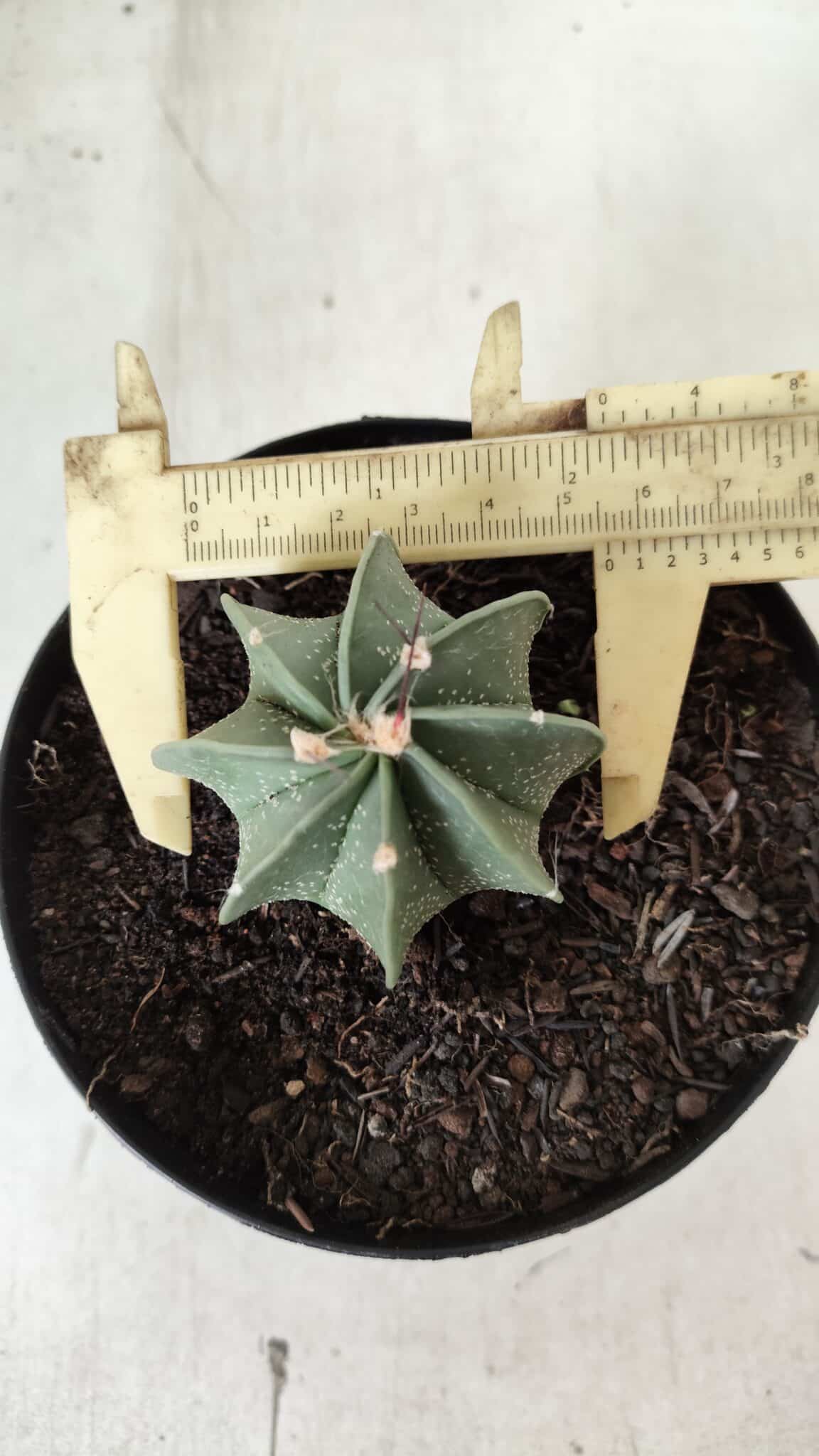 ASTROPHYTUM MYRIOSTIGMA "Multicostatum - 8 quinas "  Nº 453 – vaso 15