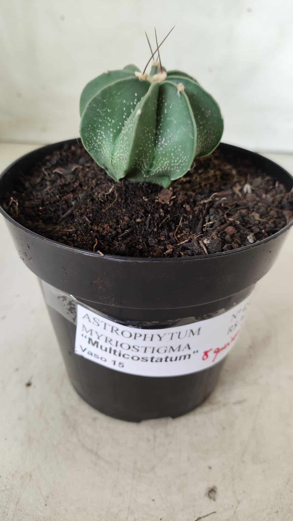 ASTROPHYTUM MYRIOSTIGMA "Multicostatum - 8 quinas "  Nº 453 – vaso 15