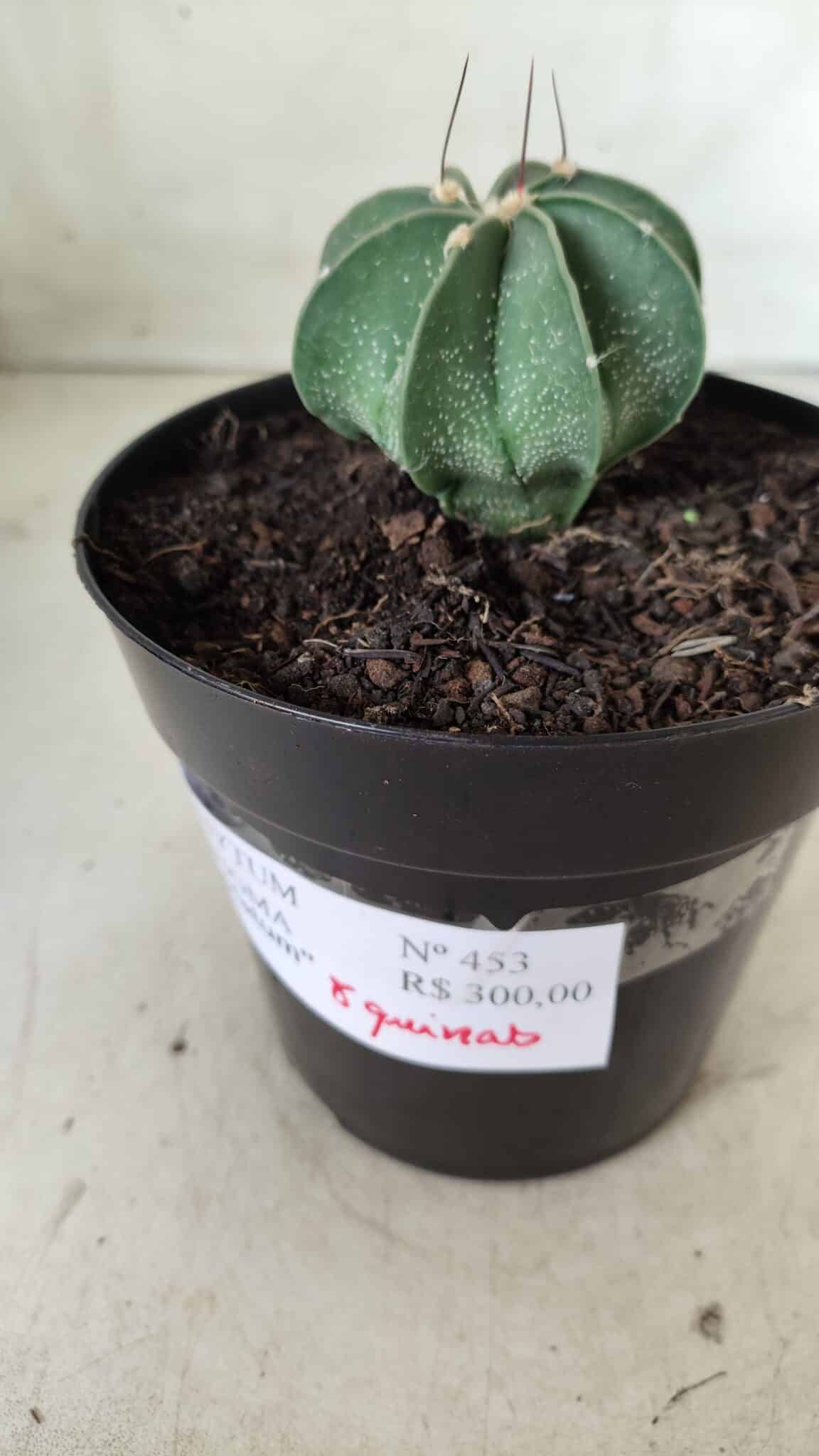 ASTROPHYTUM MYRIOSTIGMA "Multicostatum - 8 quinas "  Nº 453 – vaso 15