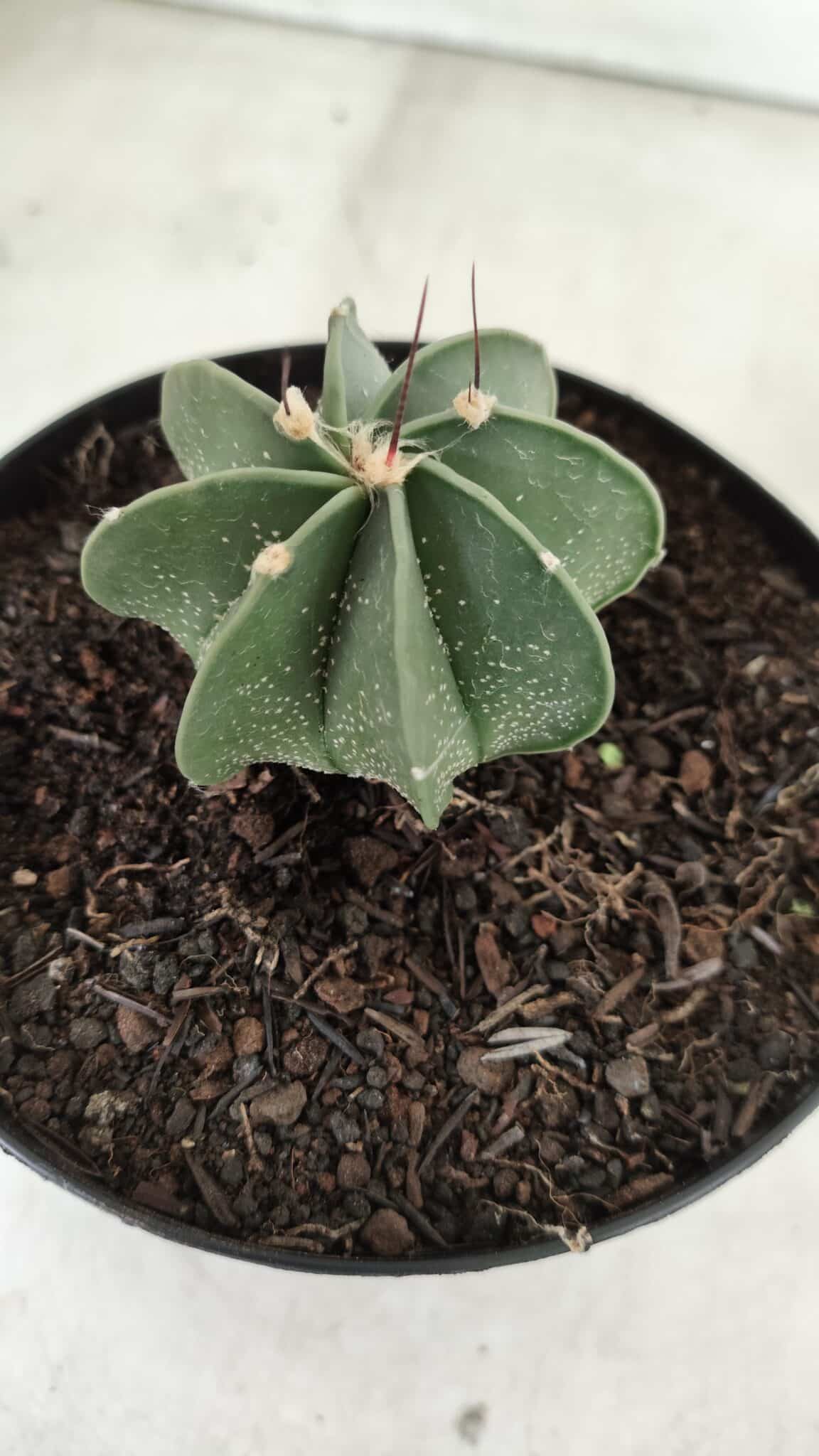 ASTROPHYTUM MYRIOSTIGMA "Multicostatum - 8 quinas "  Nº 453 – vaso 15