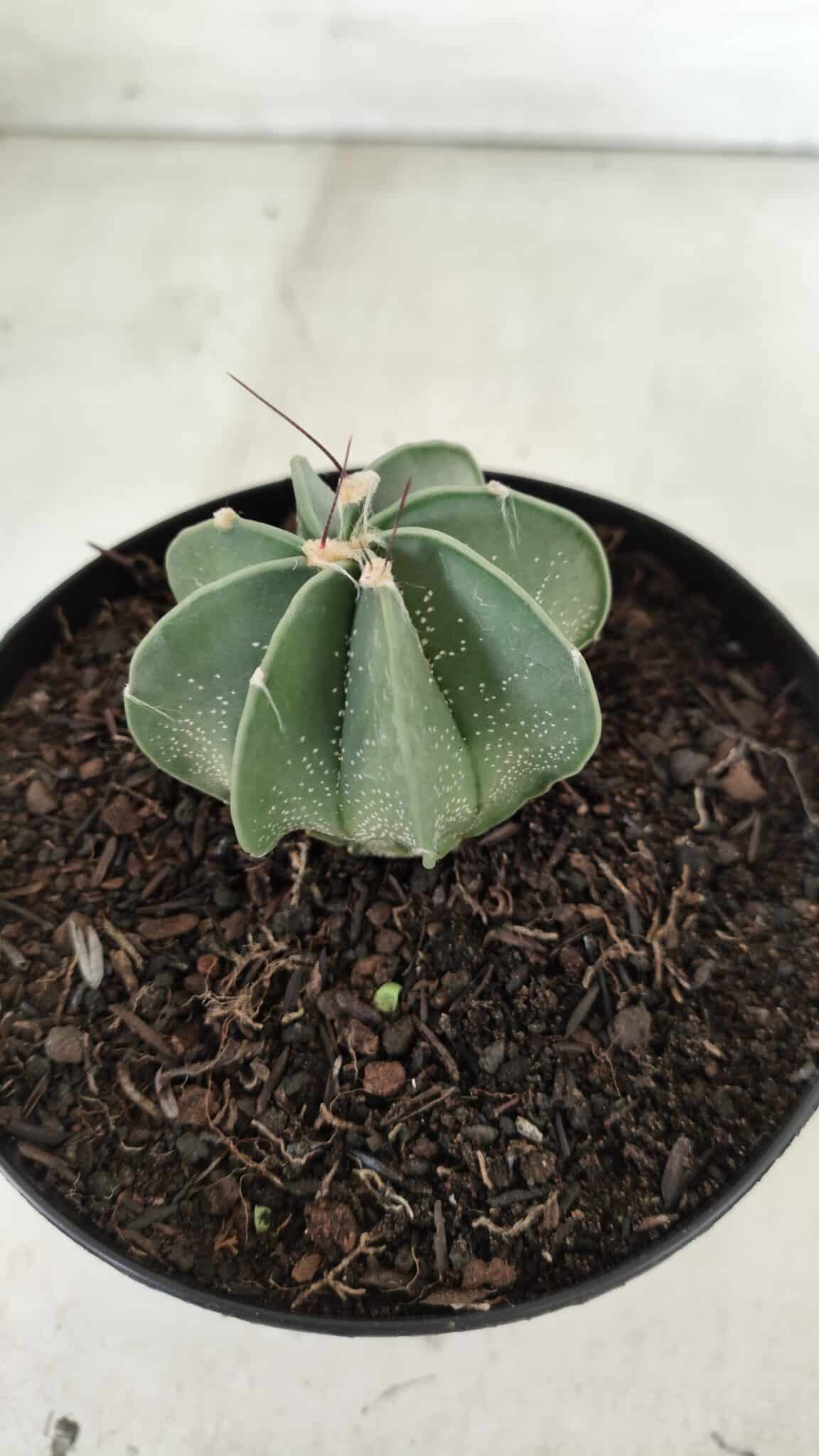 ASTROPHYTUM MYRIOSTIGMA "Multicostatum - 8 quinas "  Nº 453 – vaso 15