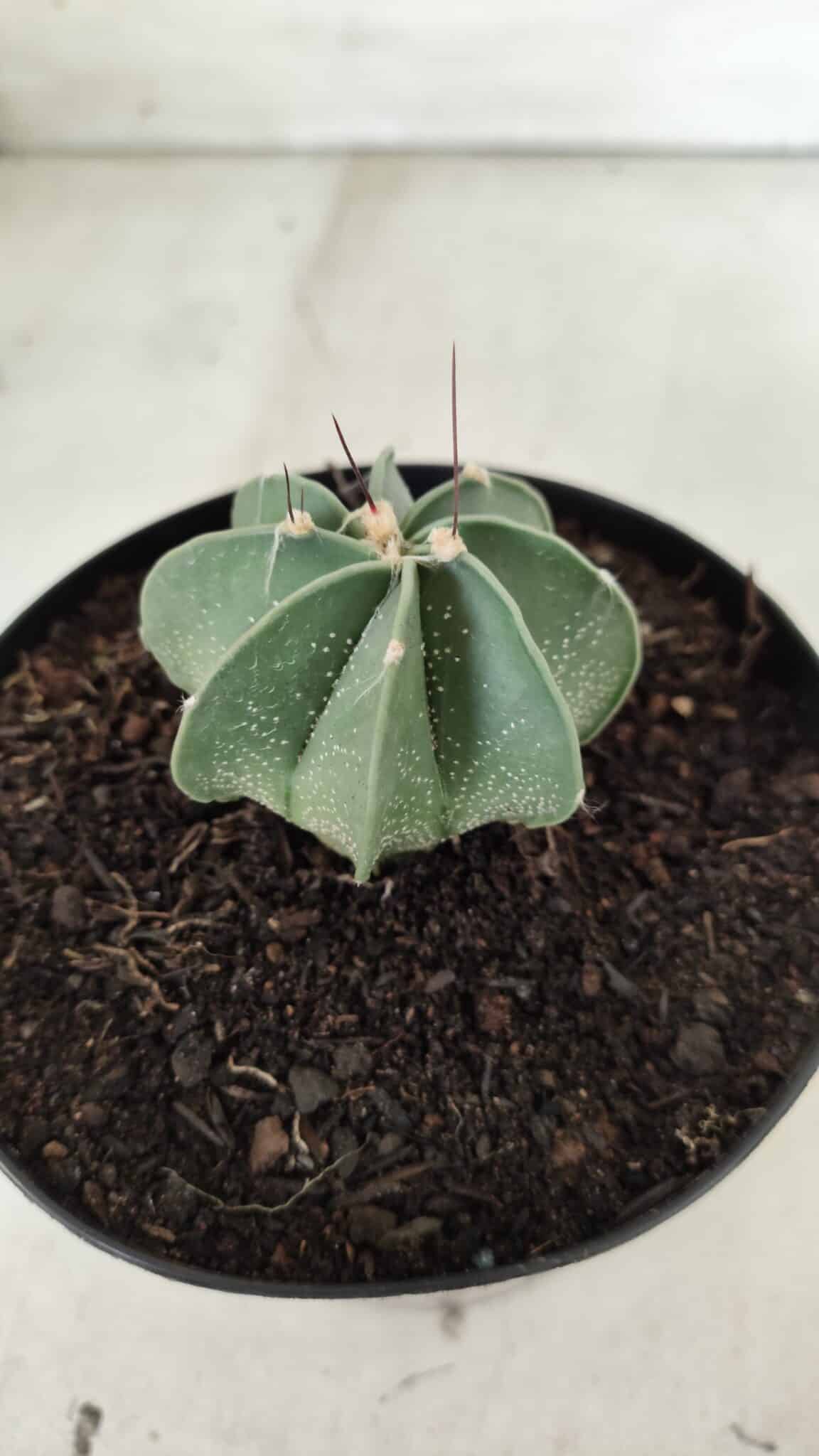 ASTROPHYTUM MYRIOSTIGMA "Multicostatum - 8 quinas "  Nº 453 – vaso 15
