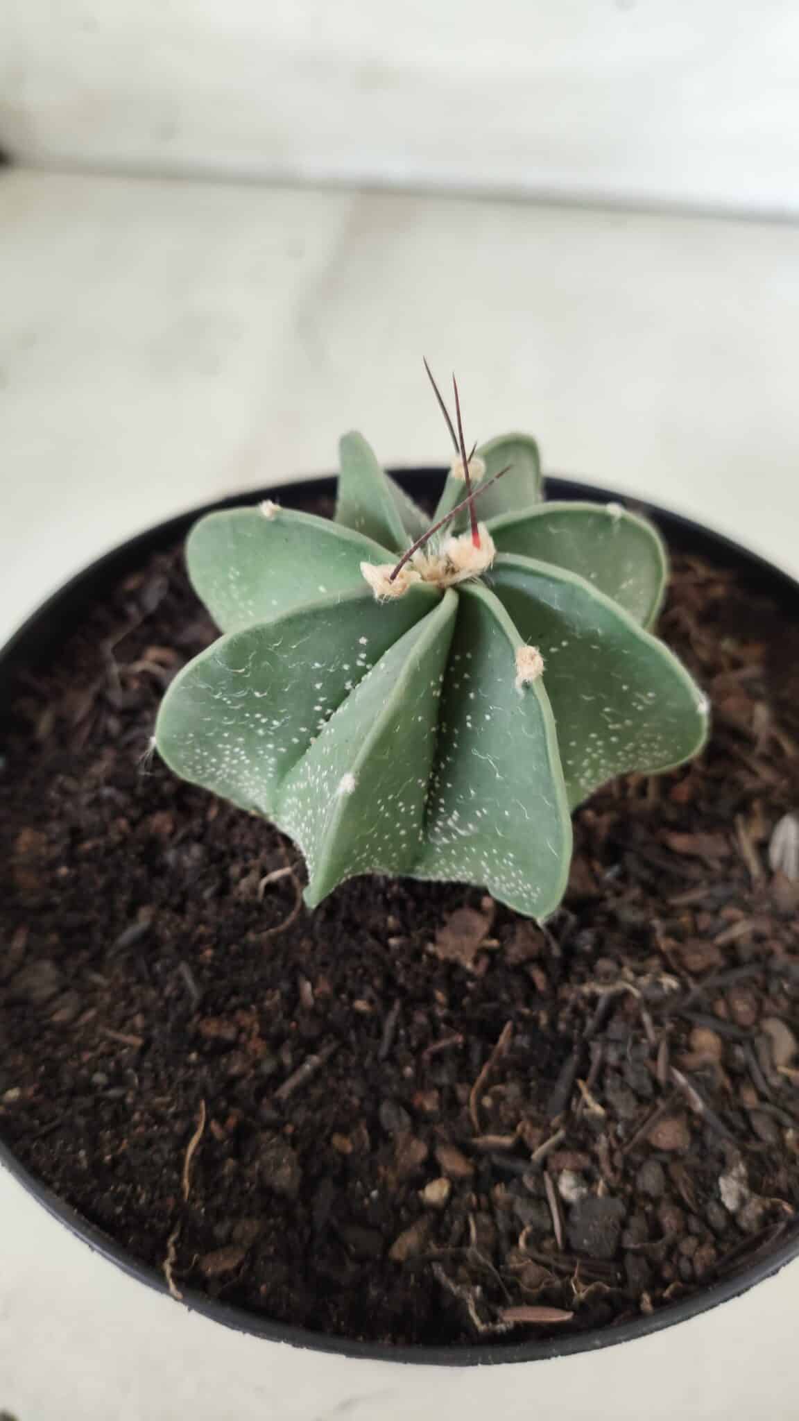 ASTROPHYTUM MYRIOSTIGMA "Multicostatum - 8 quinas "  Nº 453 – vaso 15