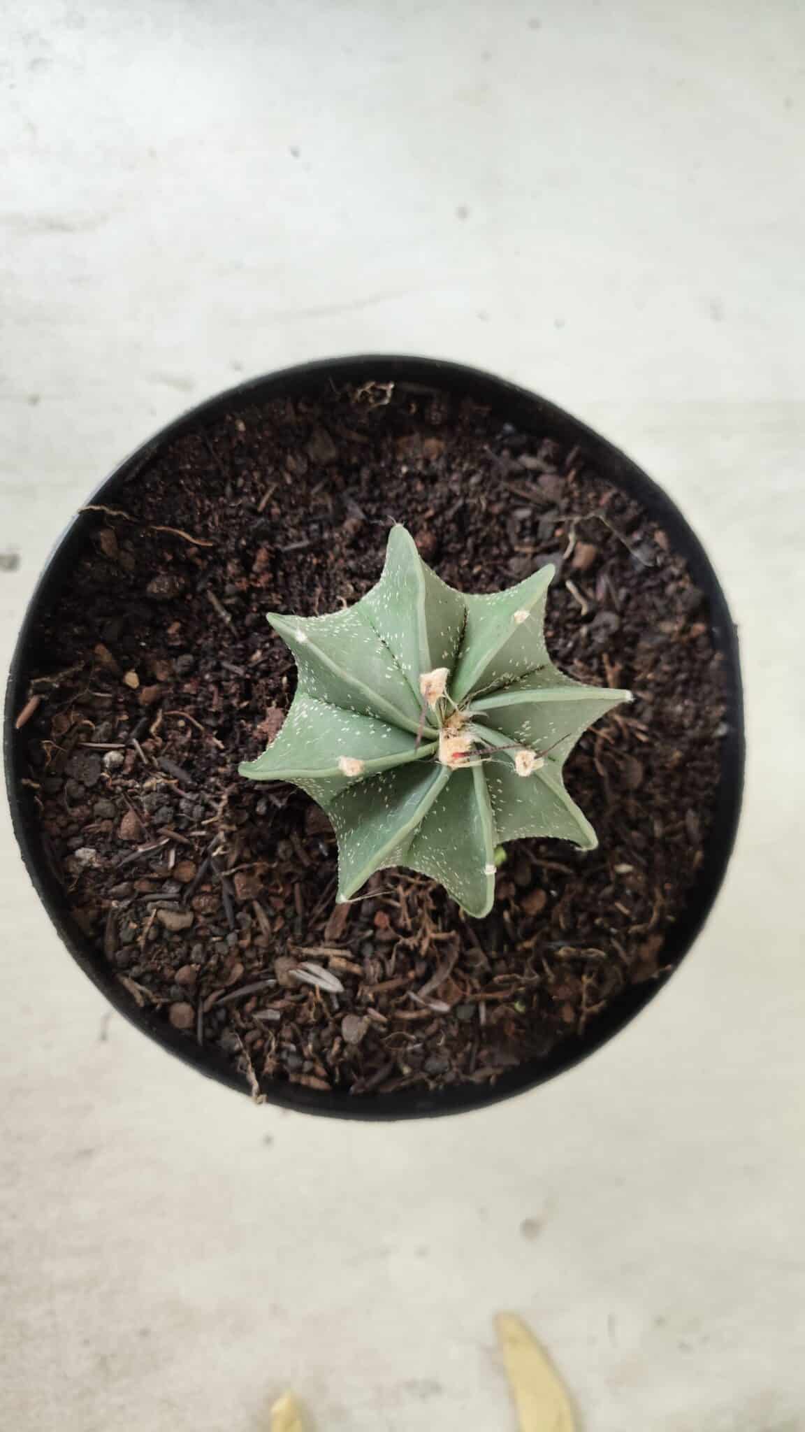 ASTROPHYTUM MYRIOSTIGMA "Multicostatum - 8 quinas "  Nº 453 – vaso 15