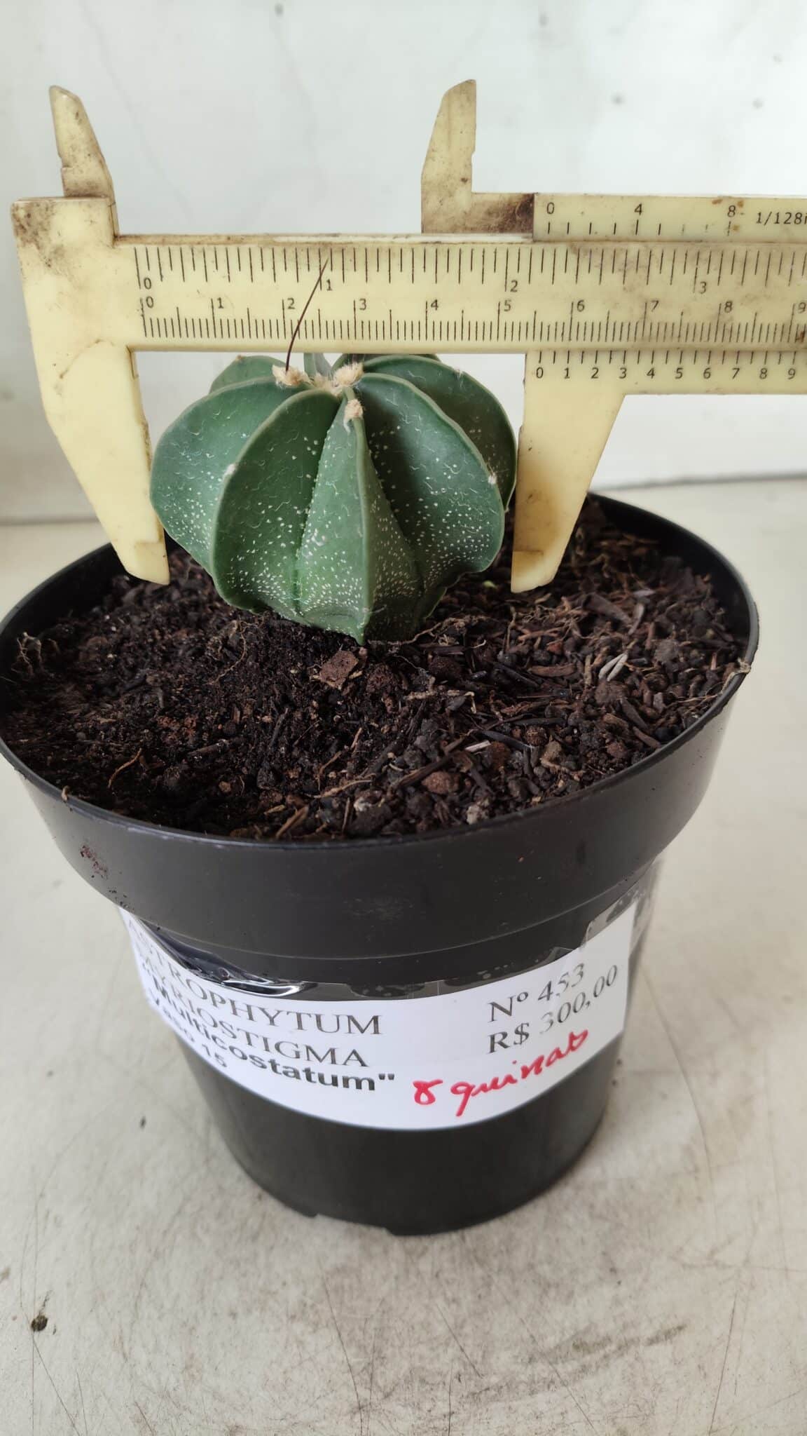 ASTROPHYTUM MYRIOSTIGMA "Multicostatum - 8 quinas "  Nº 453 – vaso 15