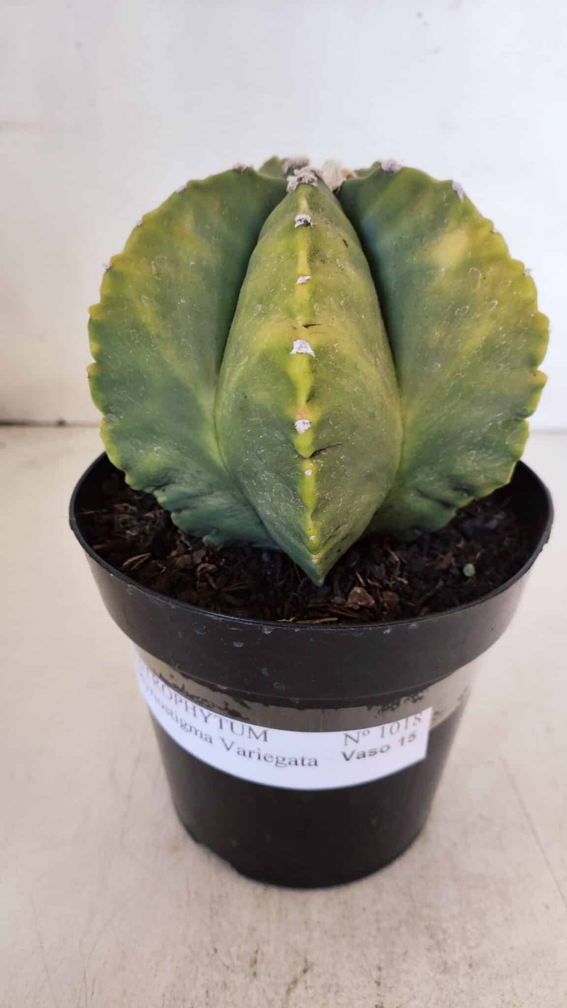 ASTROPHYTUM MYRIOSTIGMA "Variegata" Nº 1018 – vaso 15