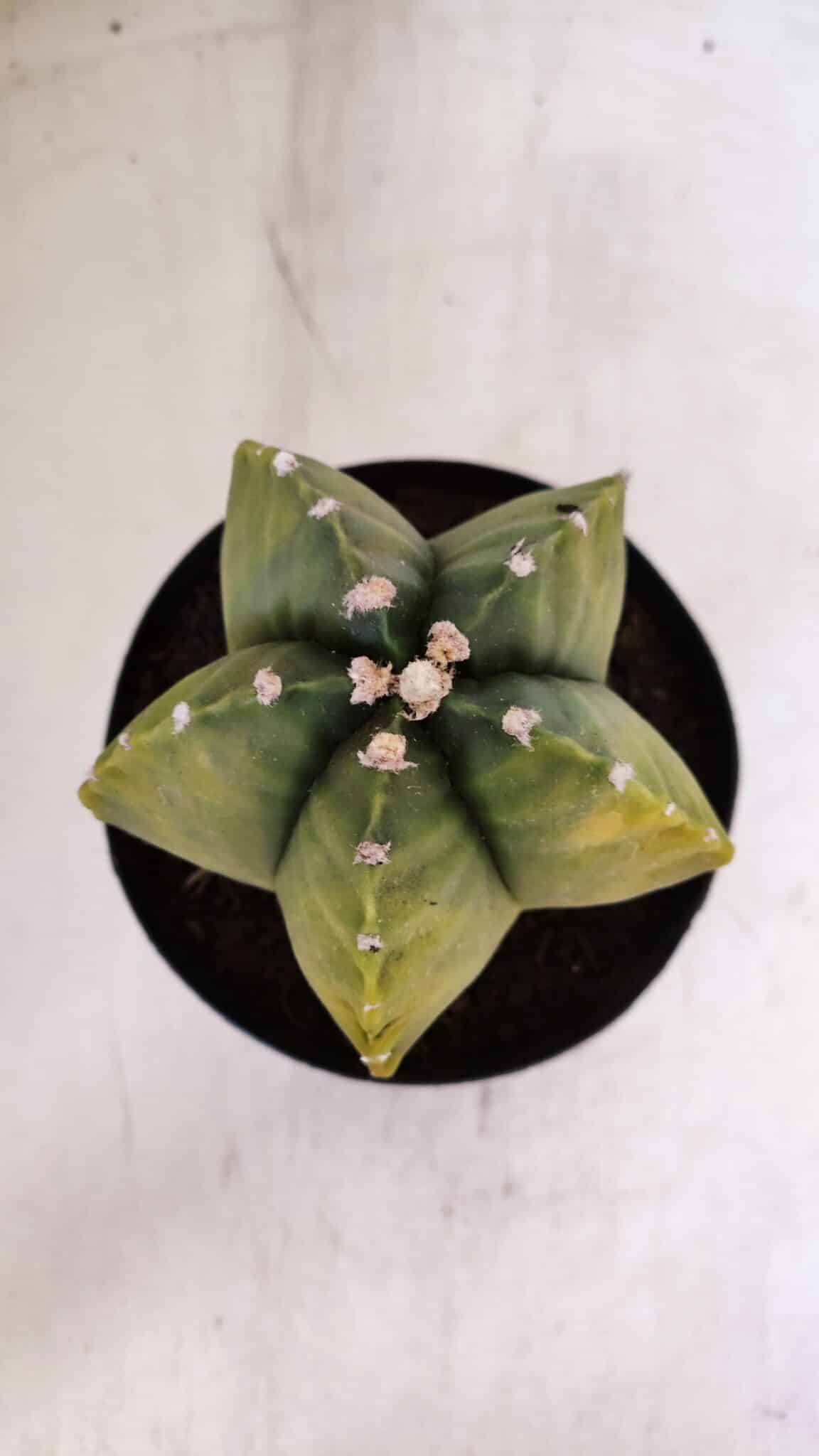 ASTROPHYTUM MYRIOSTIGMA "Variegata" Nº 1018 – vaso 15